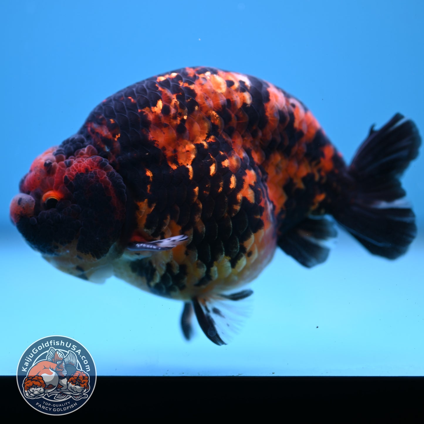 Tiger Ranchu 5 inch Body (250613_RC02)