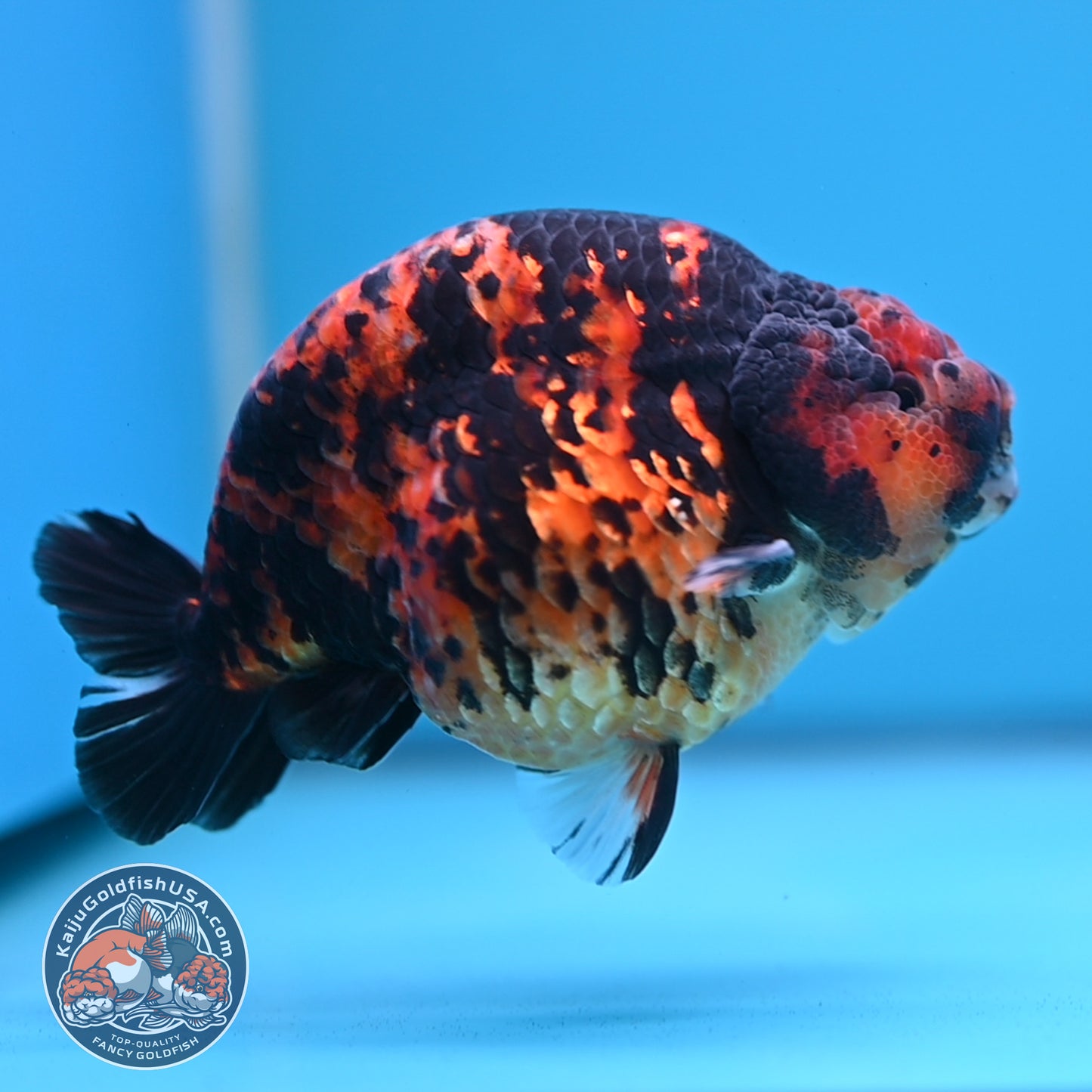 Tiger Ranchu 5 inch Body (250613_RC02)