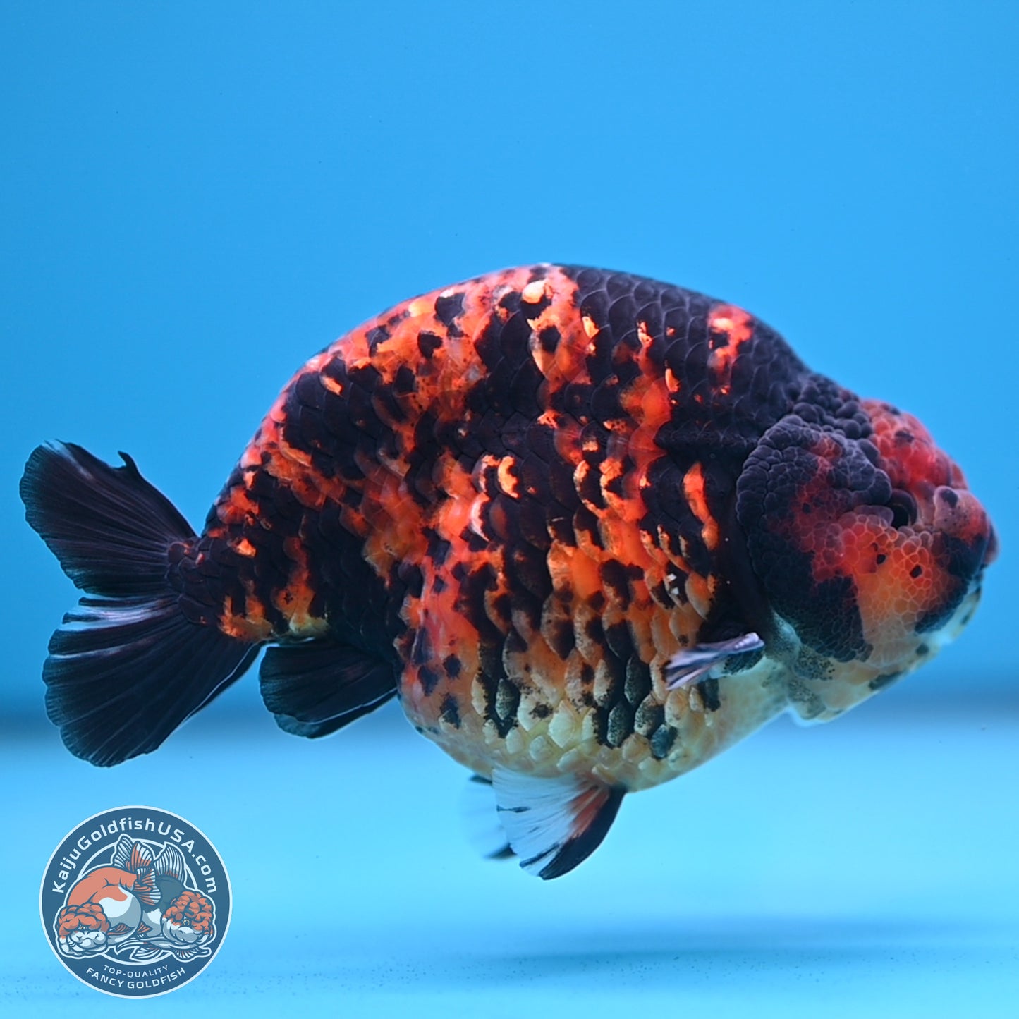 Tiger Ranchu 5 inch Body (250613_RC02)