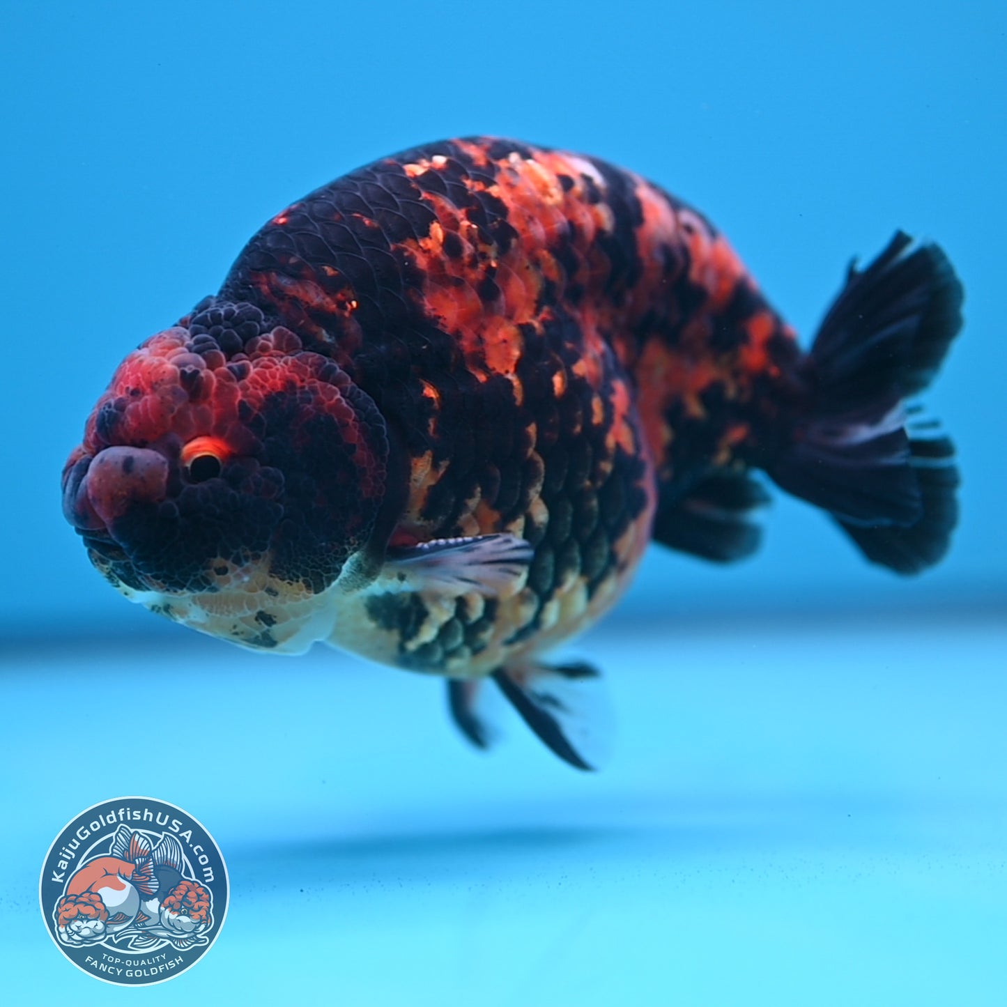Tiger Ranchu 5 inch Body (250613_RC02)