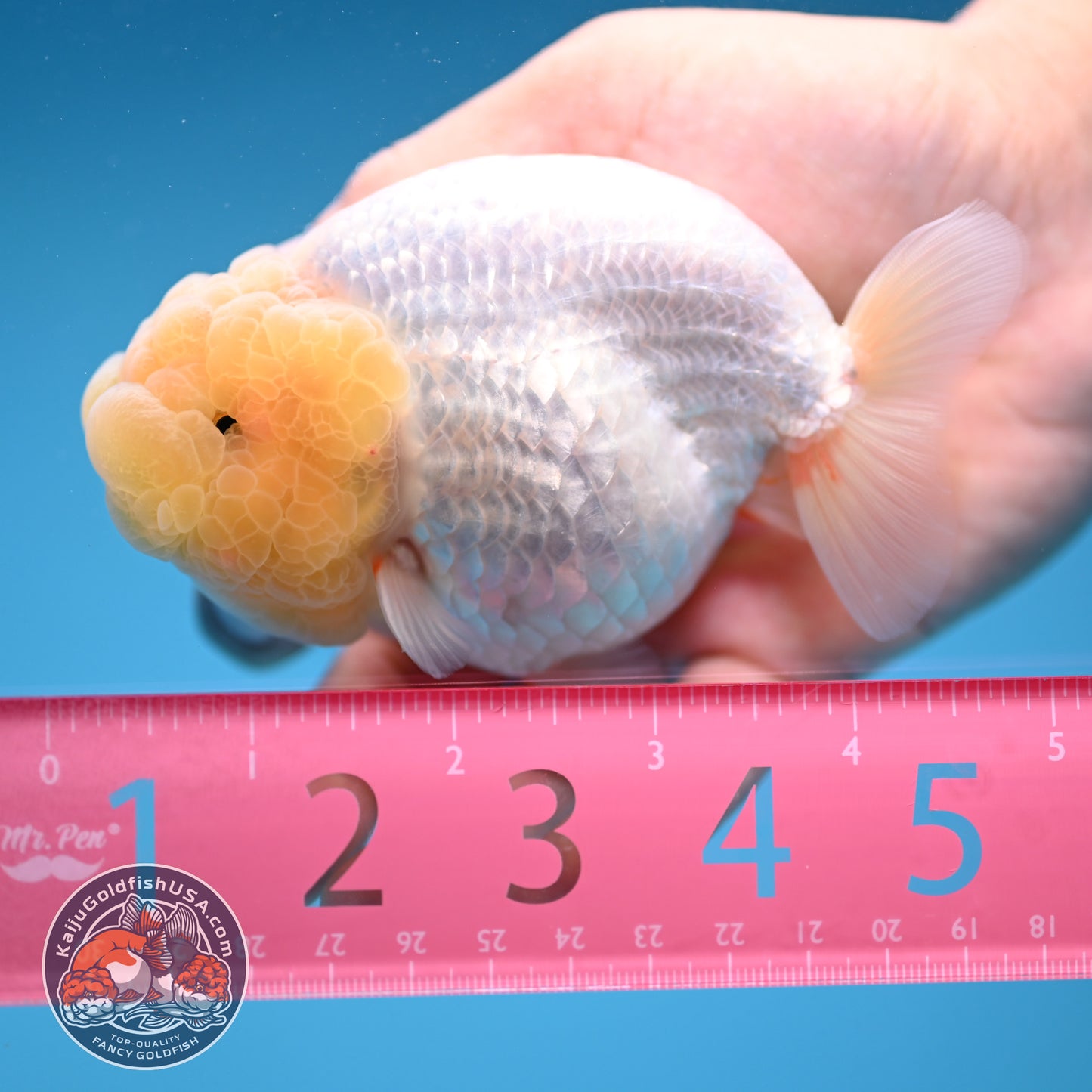 Snow White Ranchu 4 inch Body (250912_RC03)
