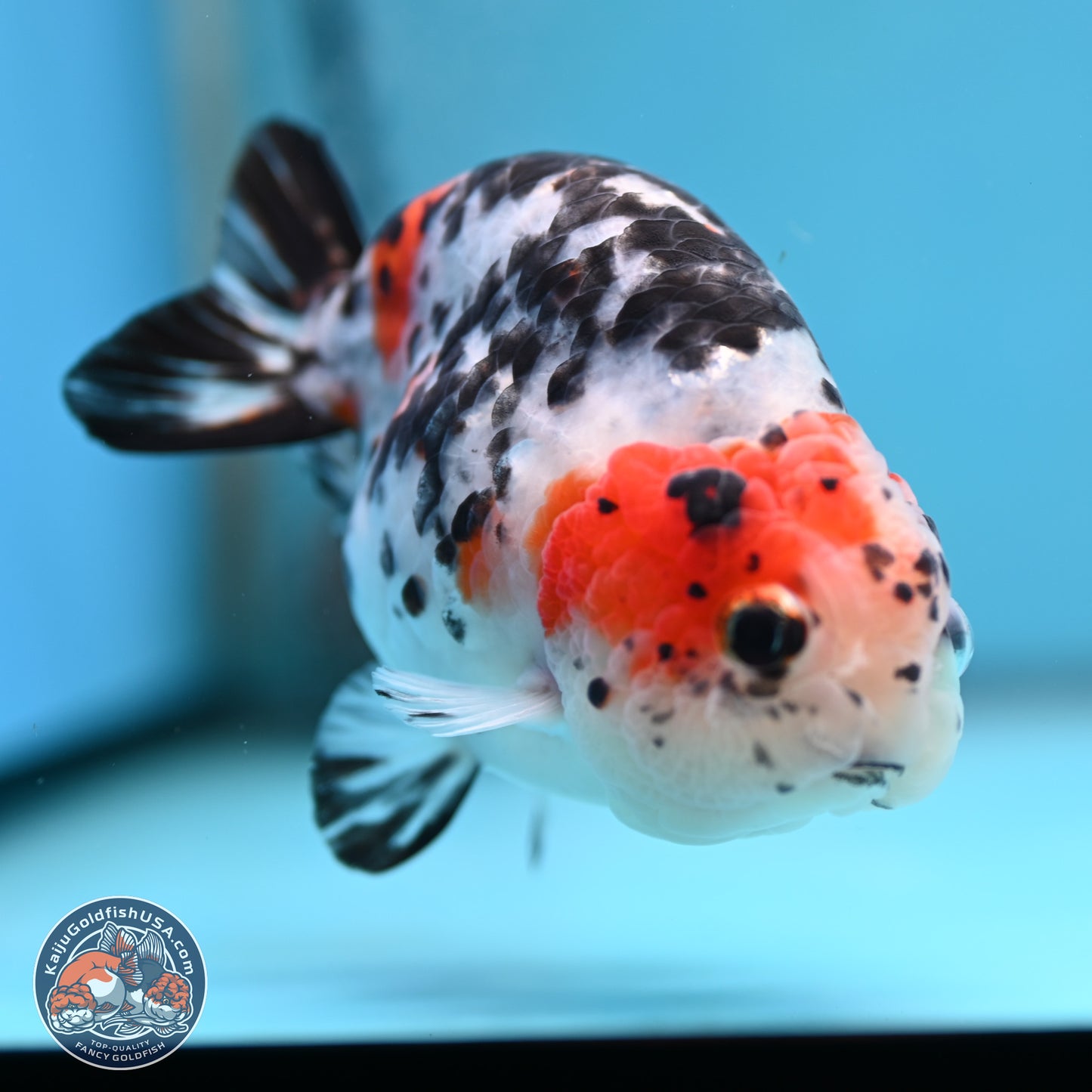 Calico Ranchu 3.75 inches Body - Female (250328_RC03)