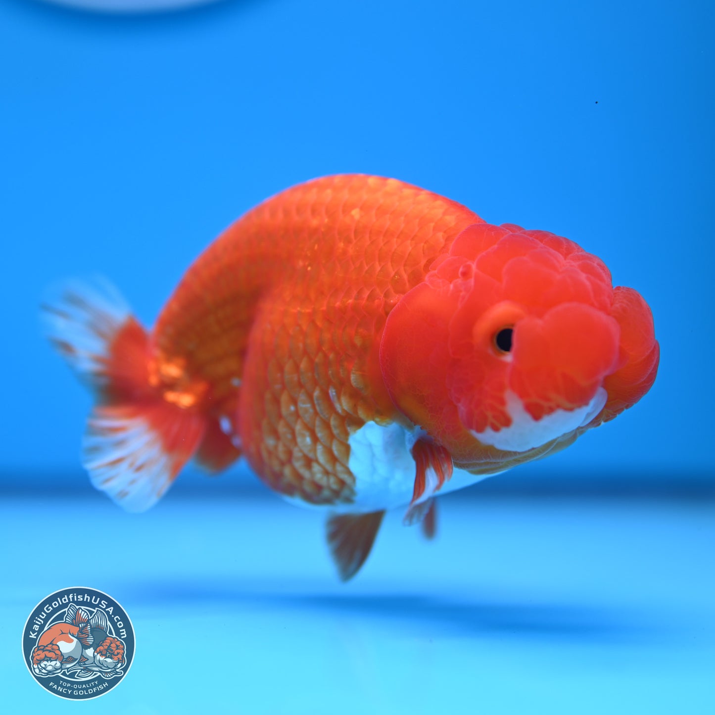 Red White Buffalo Ranchu 5 inches (241011_RC03) - Kaiju Goldfish USA