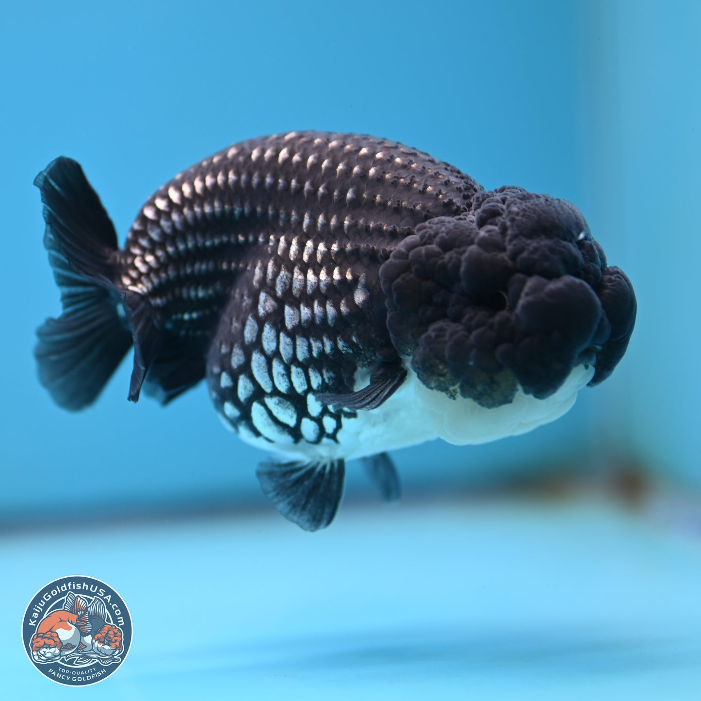 Black Platinum Ranchu 4.5 inches Body - Female (250221_RC03)