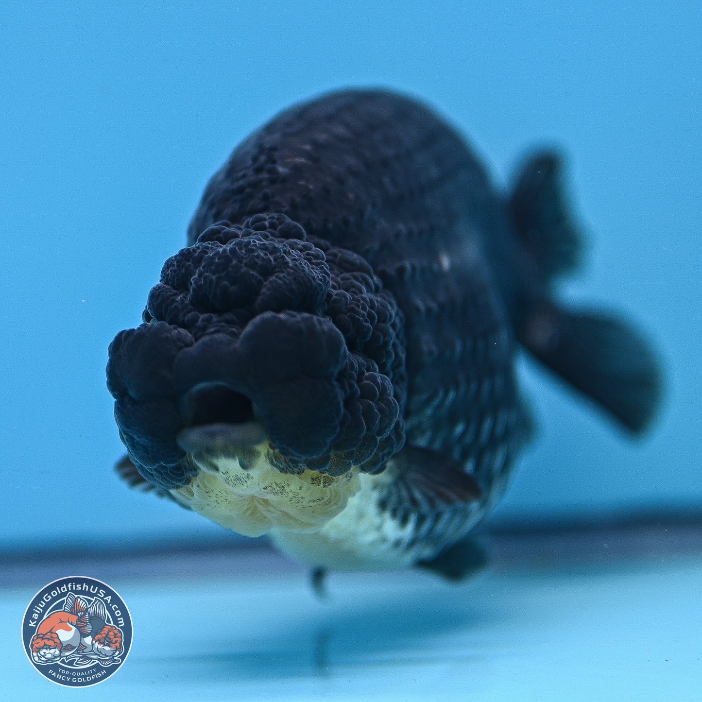 Platinum Ranchu 5 inches (241018_RC03) - Kaiju Goldfish USA