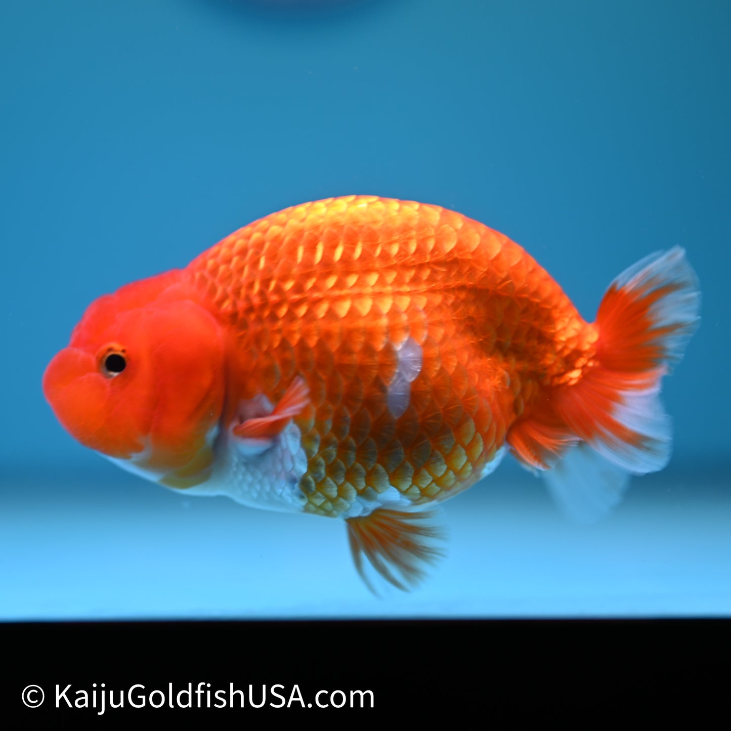 Red White Buffalo Ranchu 4in Body (240614_RC03) - Kaiju Goldfish USA