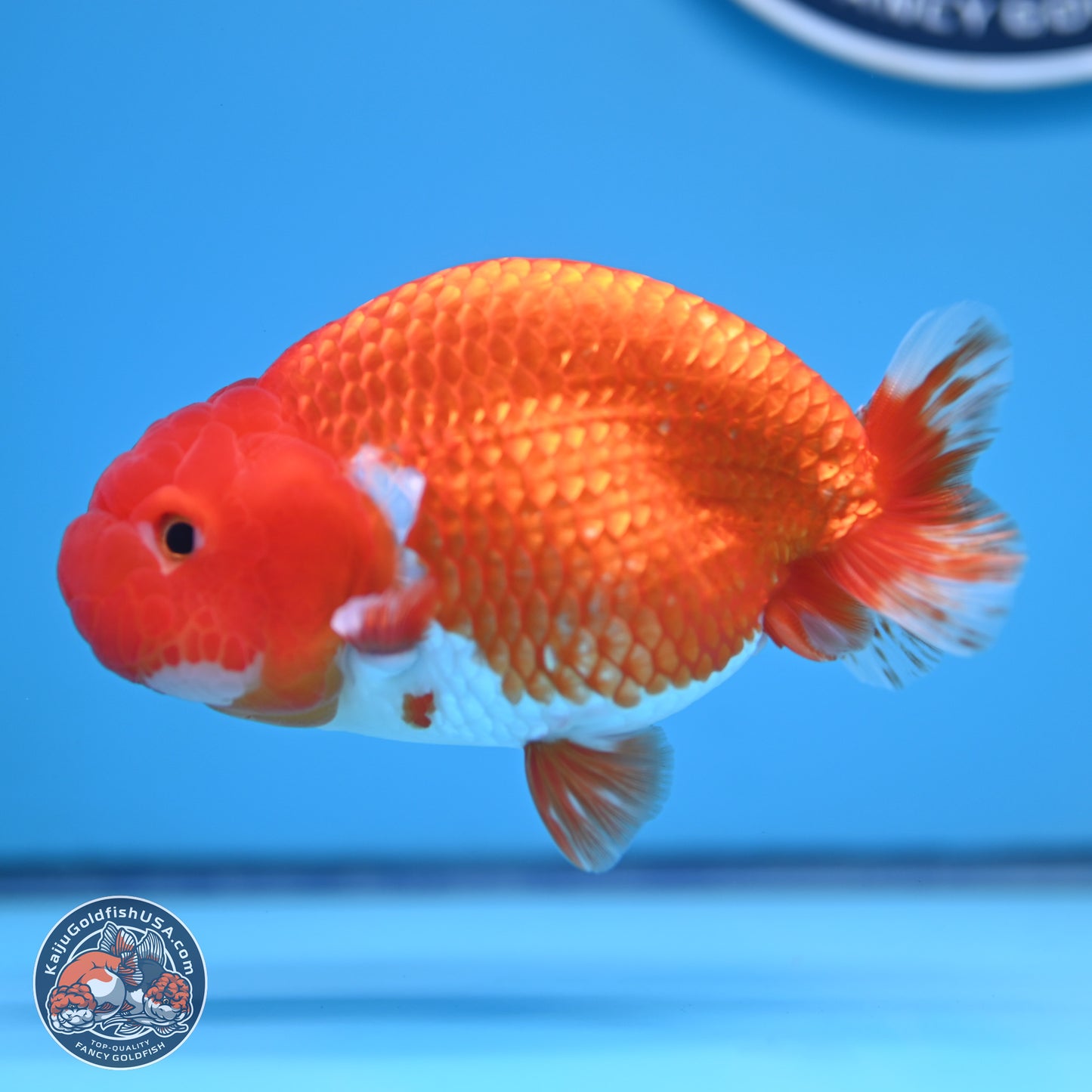 Red White Buffalo Ranchu 5 inches (241011_RC03) - Kaiju Goldfish USA