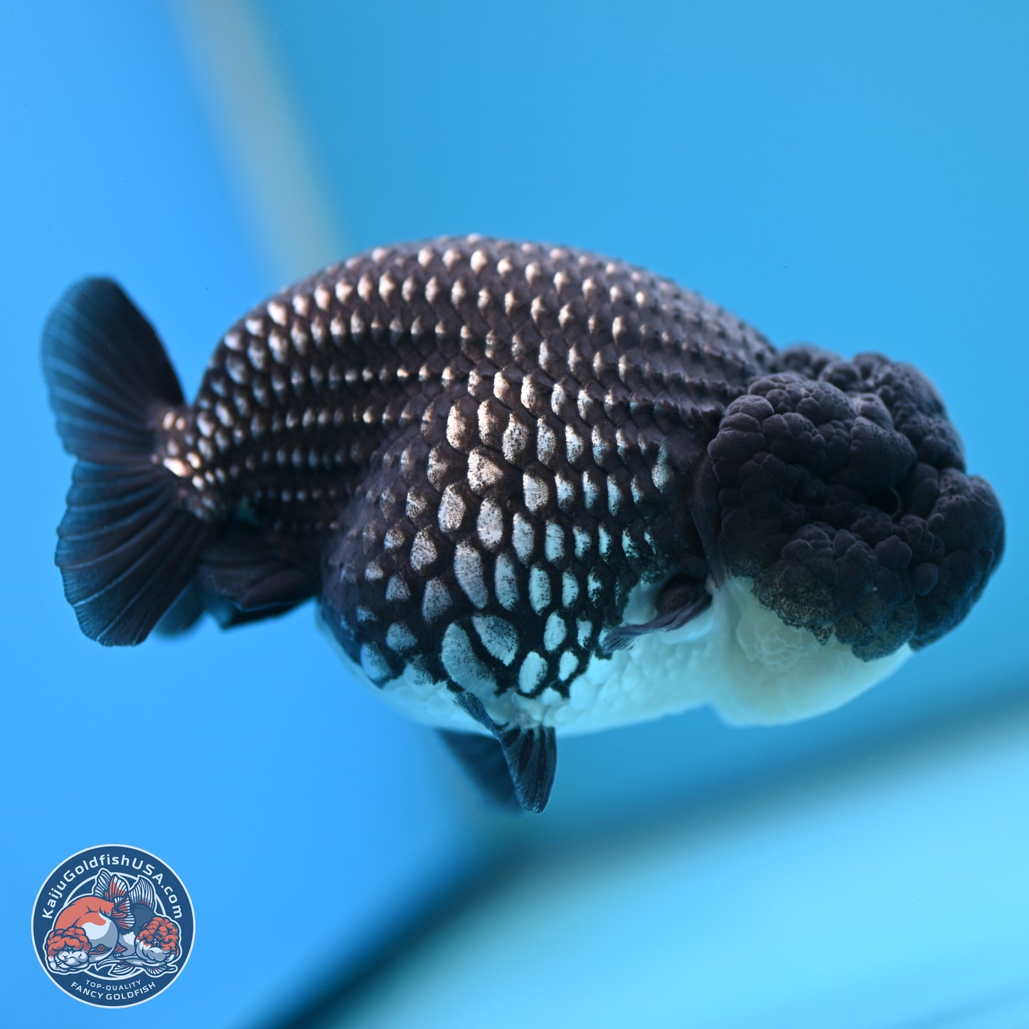 Black Platinum Ranchu 4.5 inches Body - Female (250221_RC03)