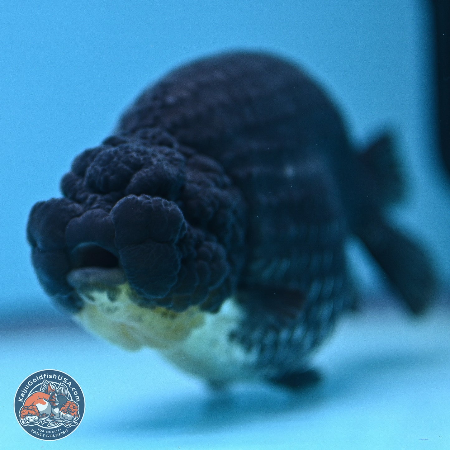 Platinum Ranchu 5 inches (241018_RC03) - Kaiju Goldfish USA