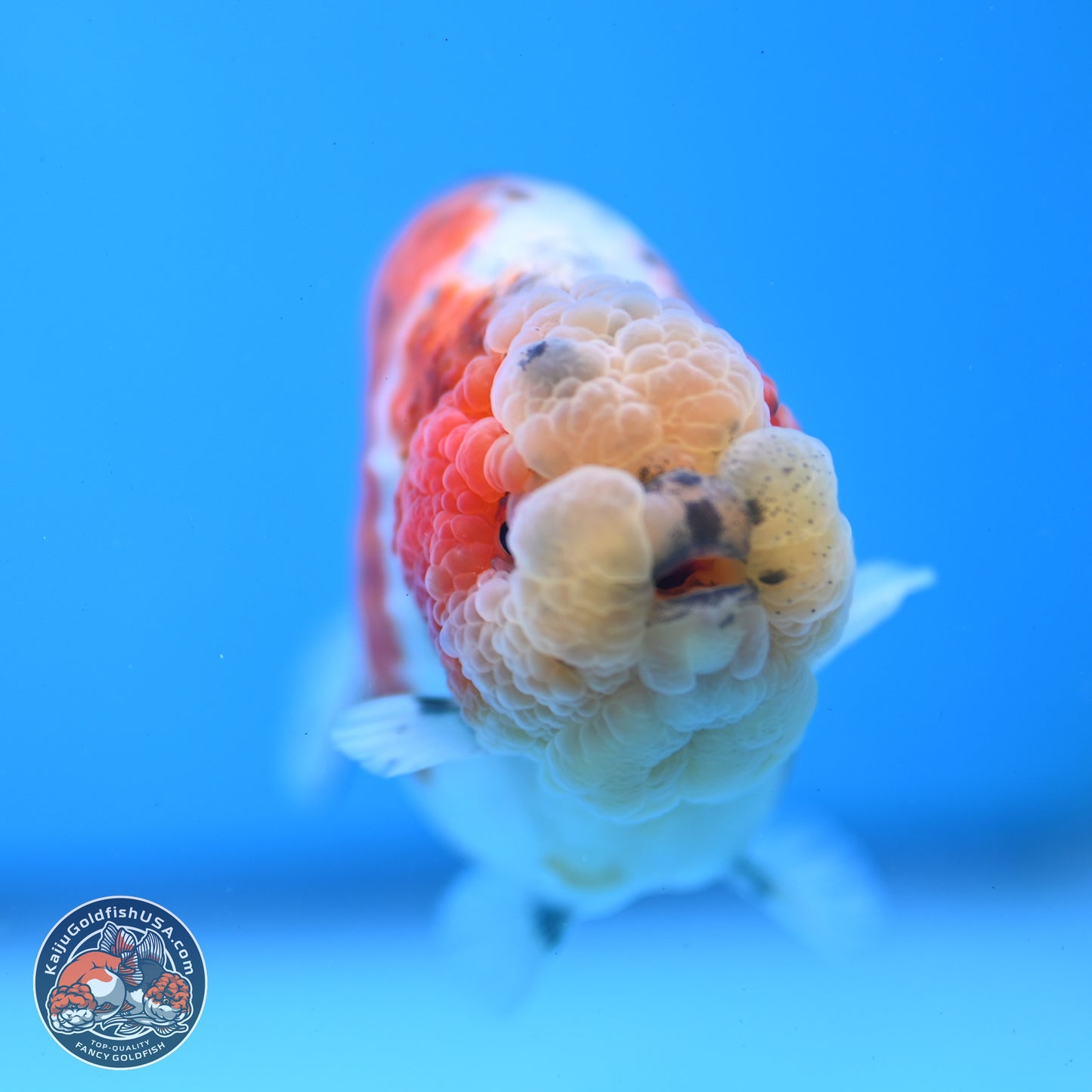 Tricolor Sakura Ranchu 4 inches Body - Female (250228_RC03)