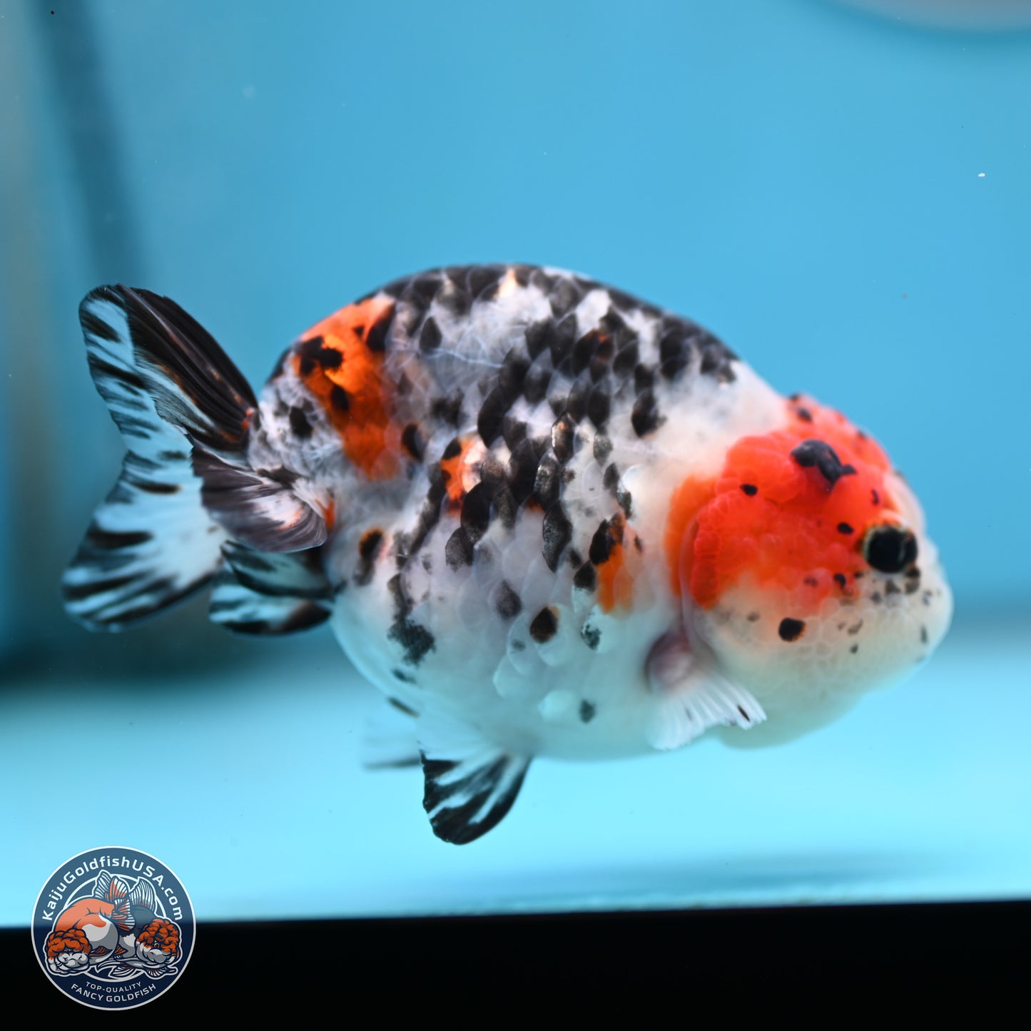 Calico Ranchu 3.75 inches Body - Female (250328_RC03)