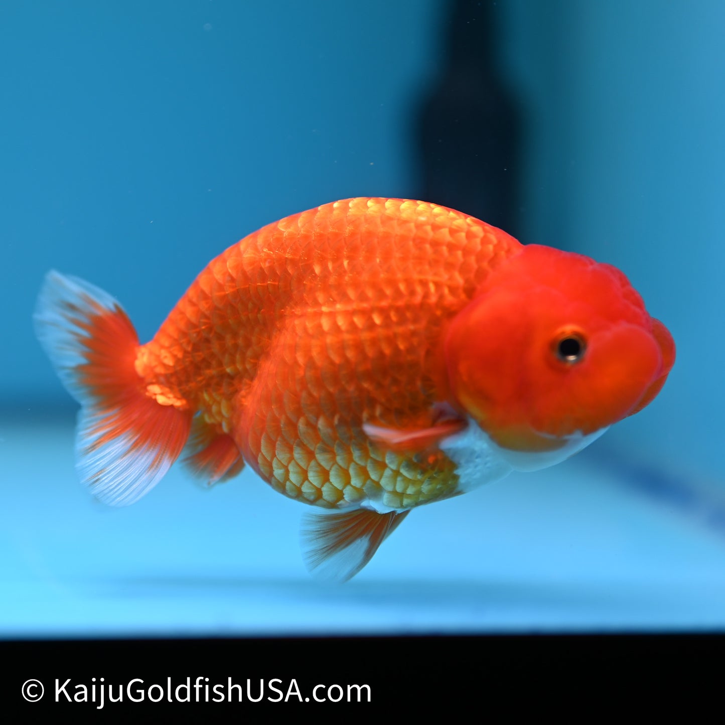 Red White Buffalo Ranchu 4in Body (240614_RC03) - Kaiju Goldfish USA