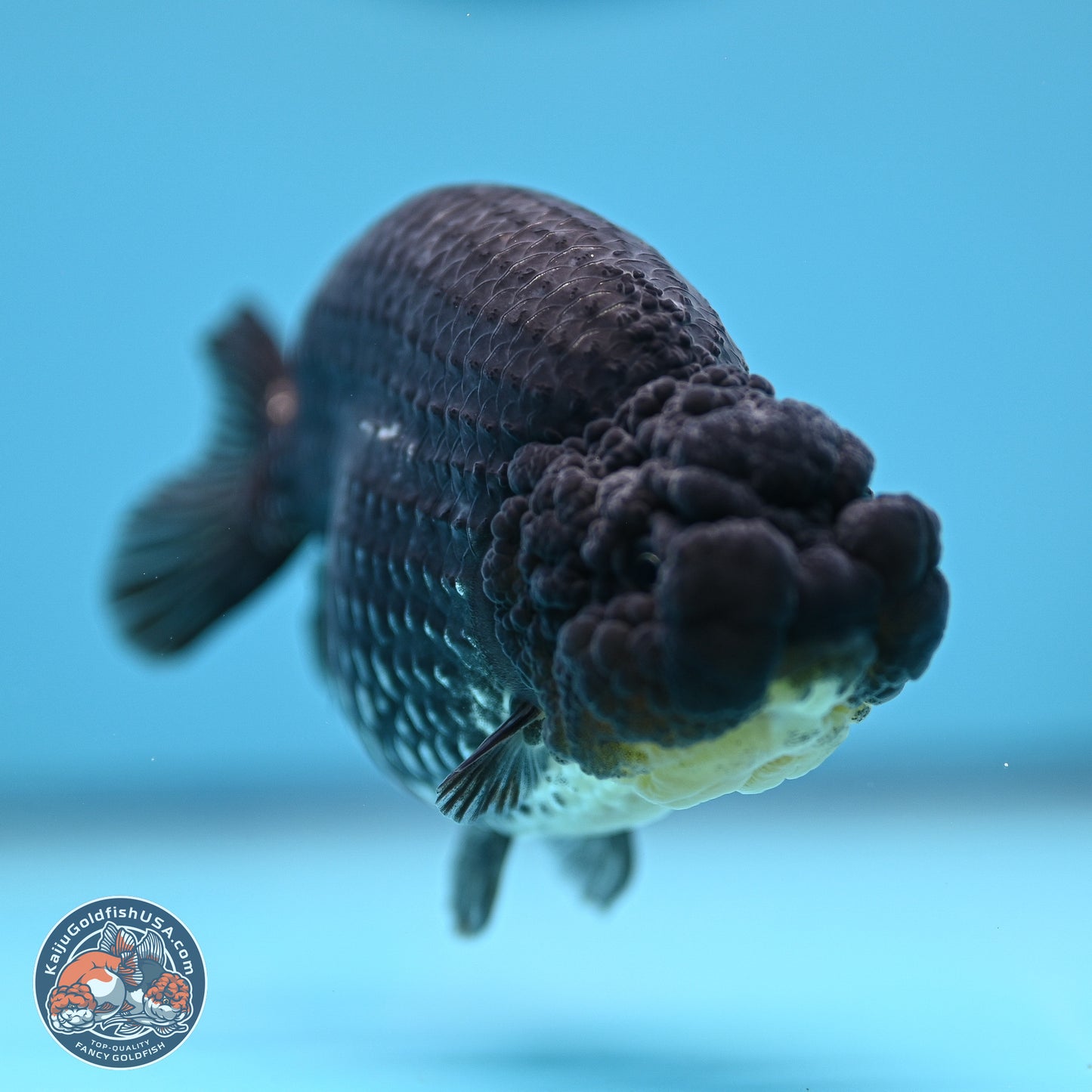 Platinum Ranchu 5 inches (241018_RC03) - Kaiju Goldfish USA