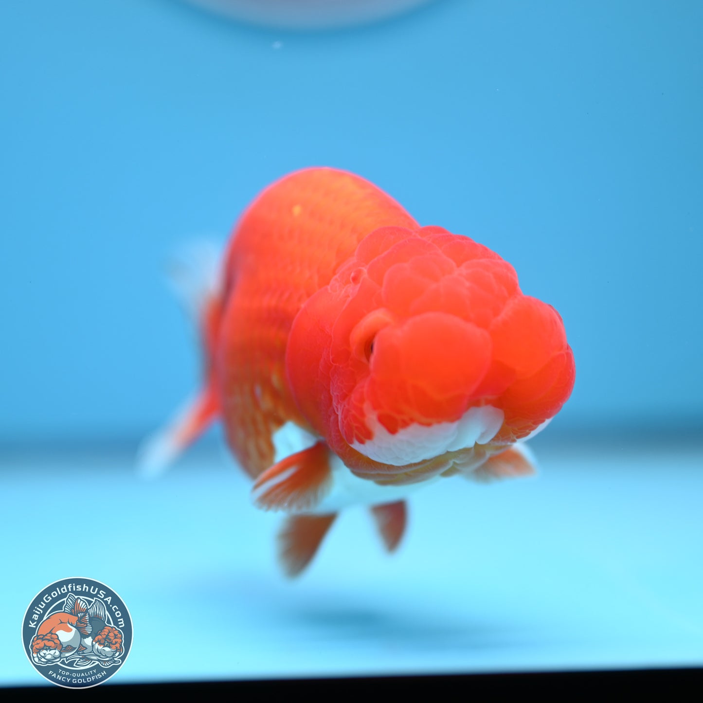 Red White Buffalo Ranchu 5 inches (241011_RC03) - Kaiju Goldfish USA