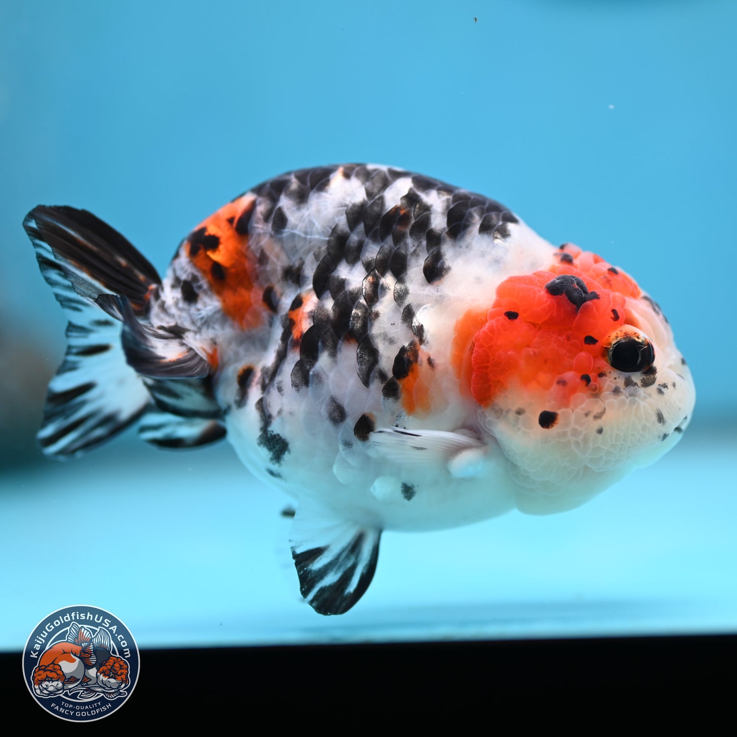 Calico Ranchu 3.75 inches Body - Female (250328_RC03)