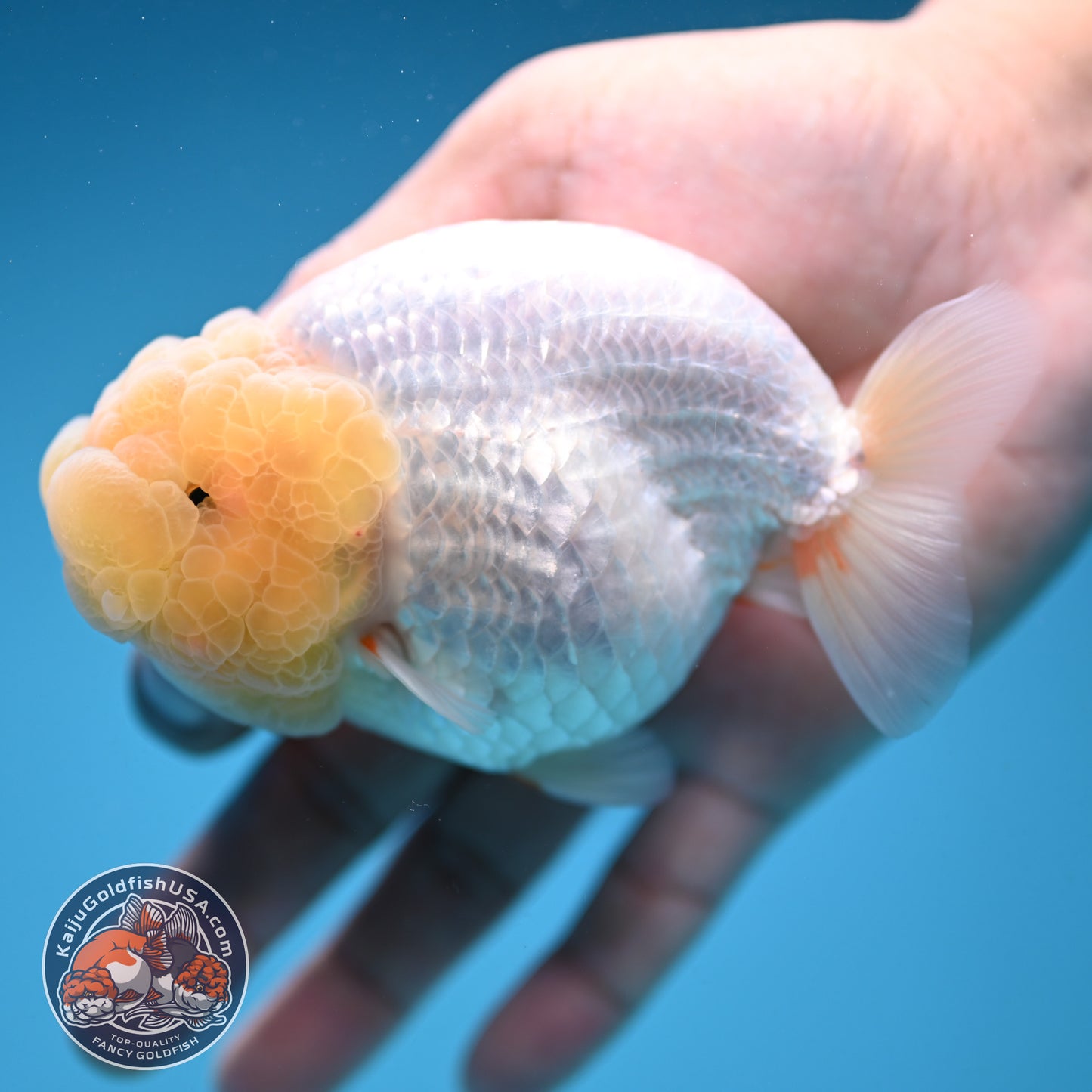 Snow White Ranchu 4 inch Body (250912_RC03)