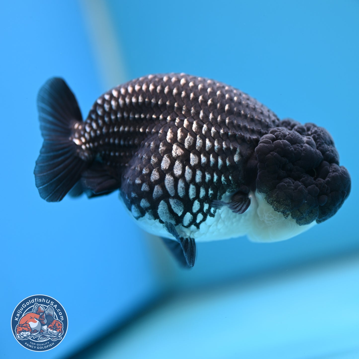Black Platinum Ranchu 4.5 inches Body - Female (250221_RC03)