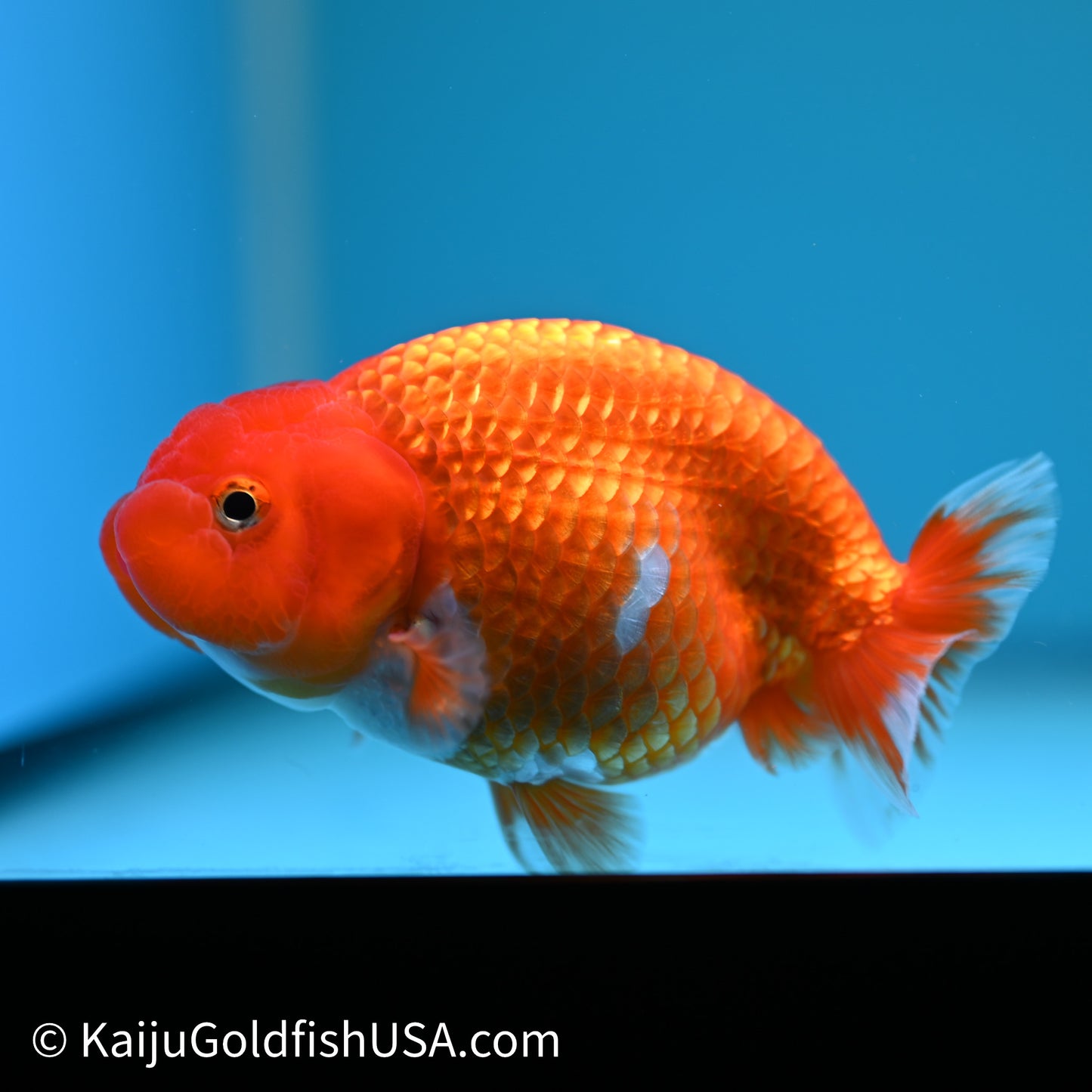 Red White Buffalo Ranchu 4in Body (240614_RC03) - Kaiju Goldfish USA