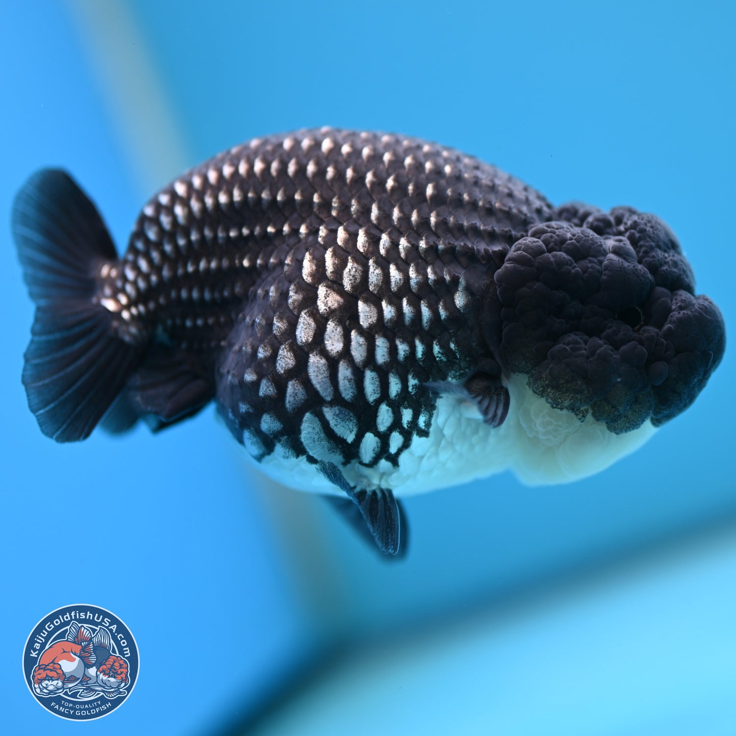 Black Platinum Ranchu 4.5 inches Body - Female (250221_RC03)