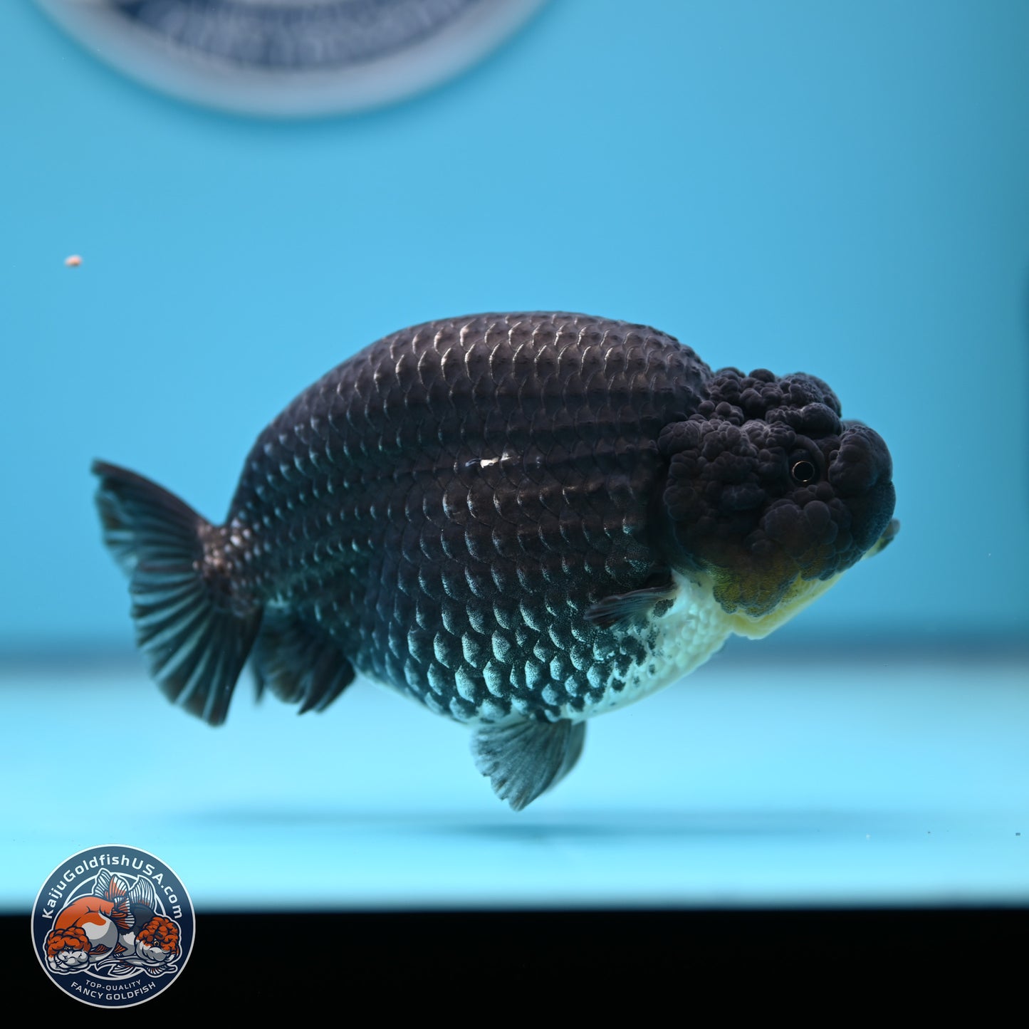 Platinum Ranchu 5 inches (241018_RC03) - Kaiju Goldfish USA