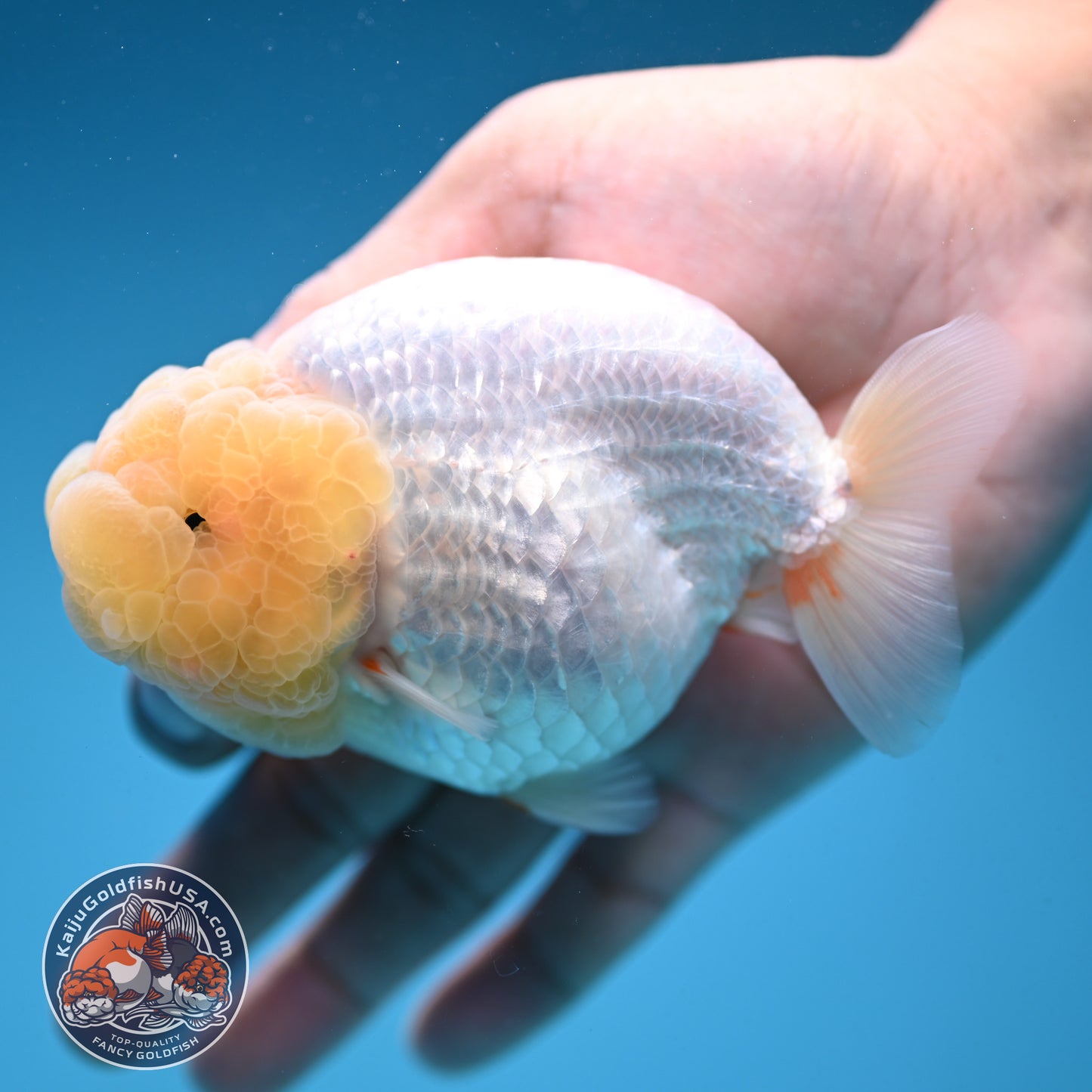 Snow White Ranchu 4 inch Body (250912_RC03)