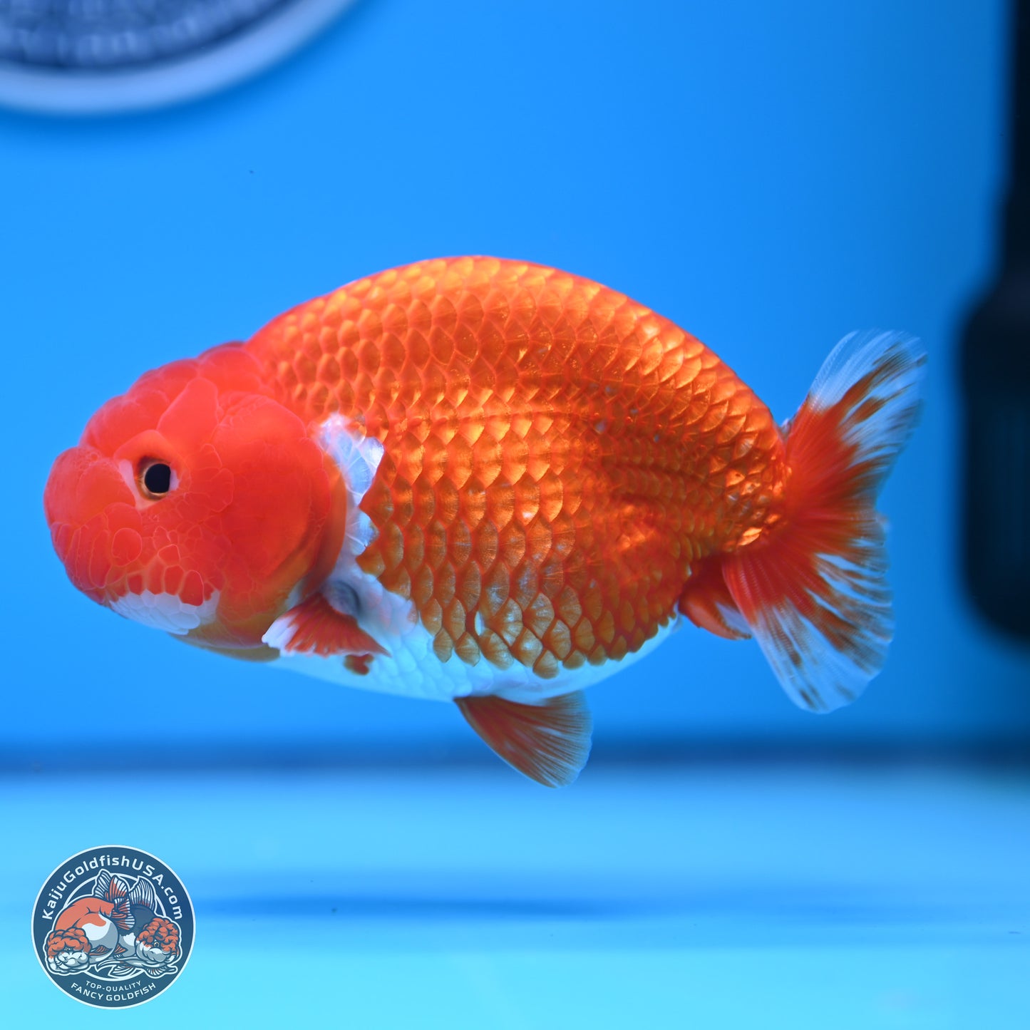 Red White Buffalo Ranchu 5 inches (241011_RC03) - Kaiju Goldfish USA