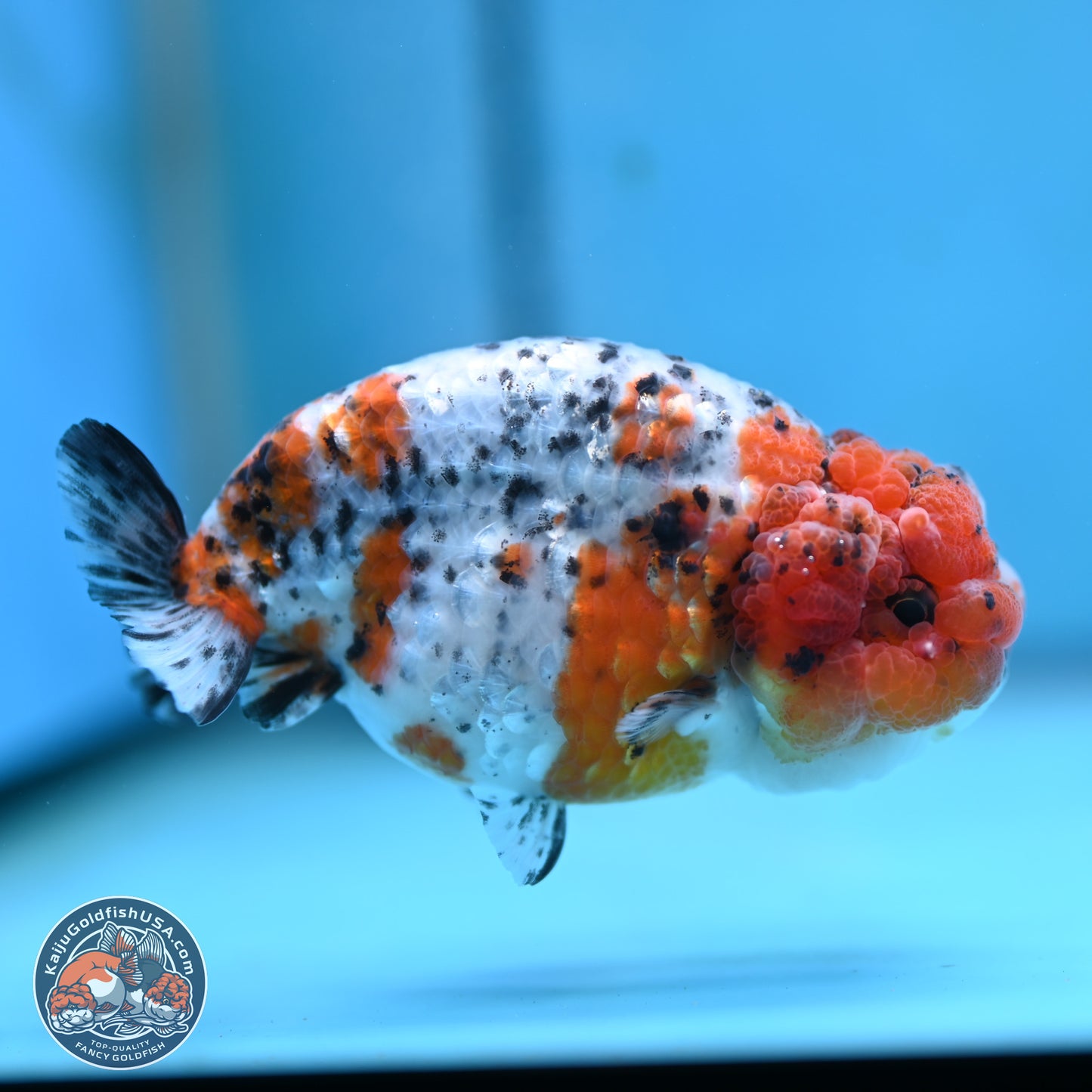 Tricolor Sakura Ranchu 3.75 inches Body - Female (250117_RC03) - Kaiju Goldfish USA