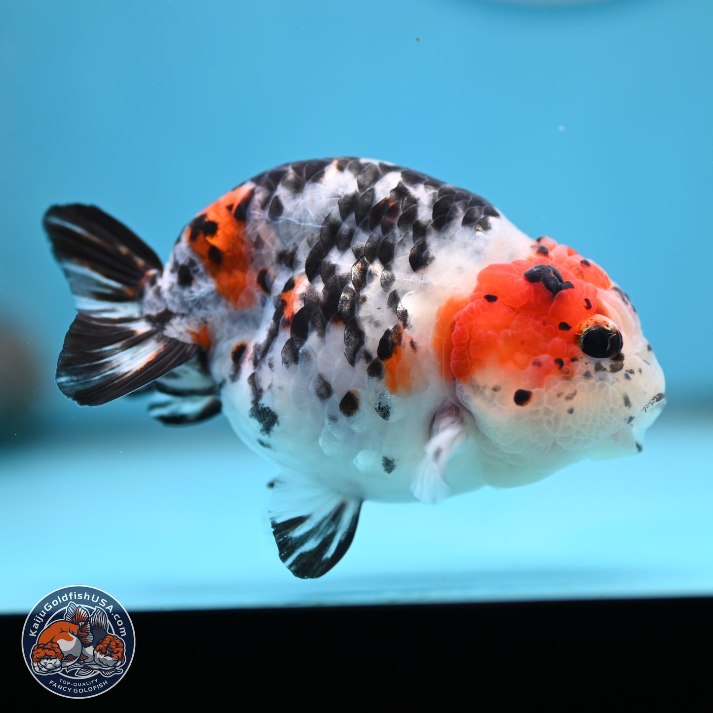 Calico Ranchu 3.75 inches Body - Female (250328_RC03)