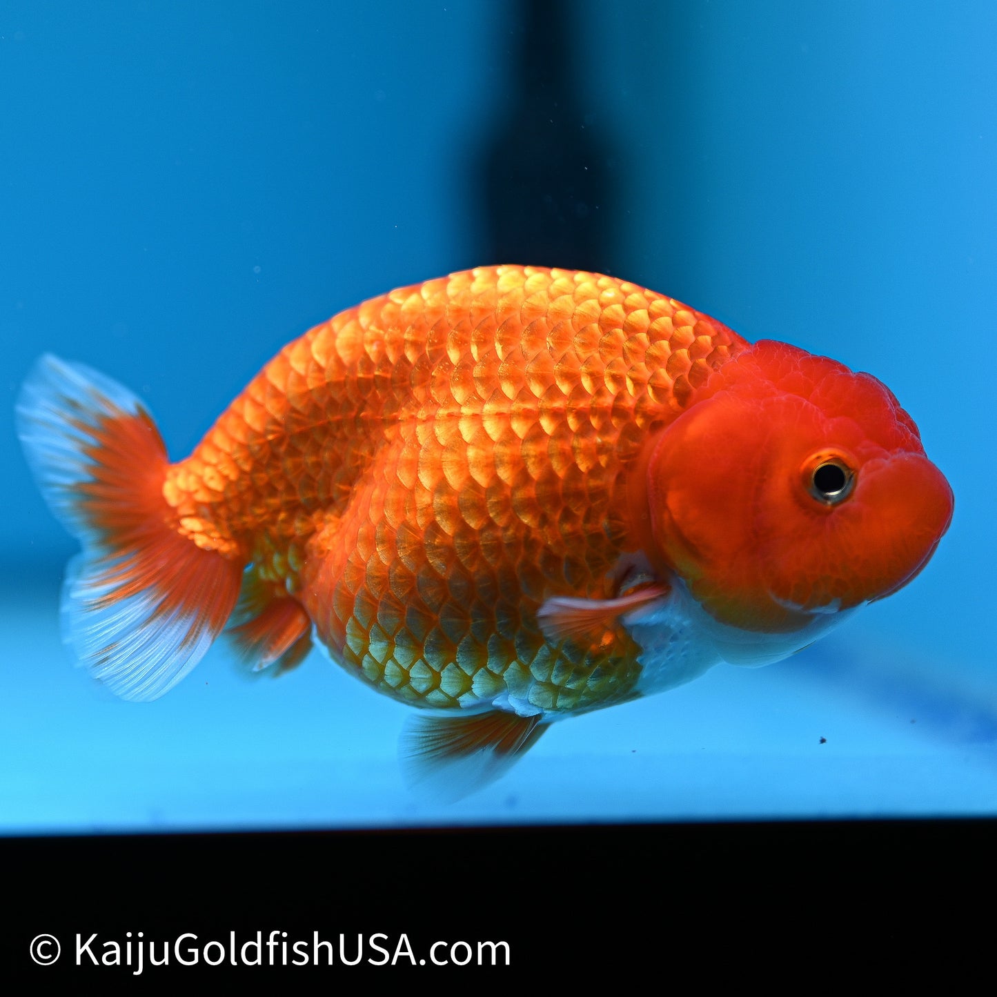Red White Buffalo Ranchu 4in Body (240614_RC03) - Kaiju Goldfish USA