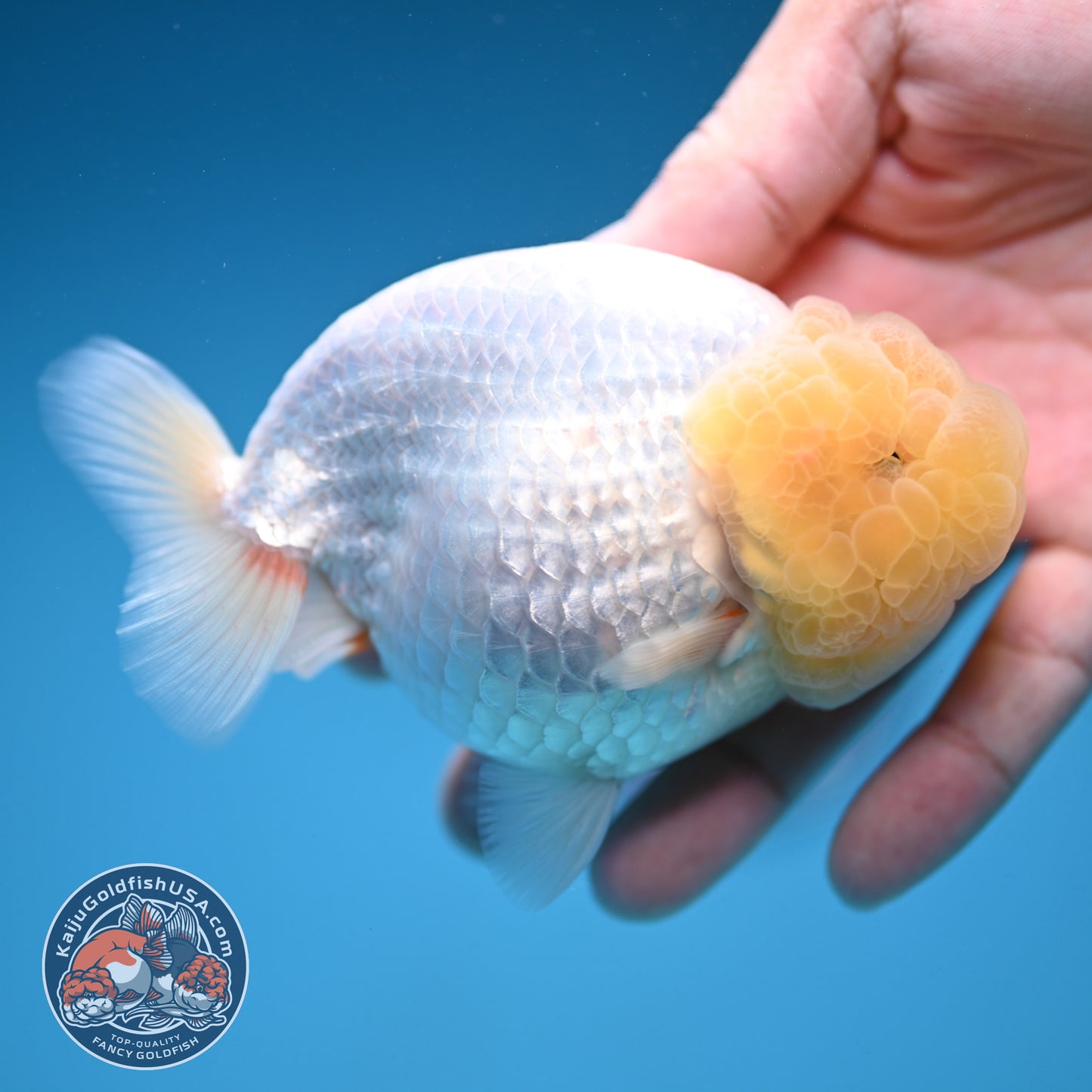 Snow White Ranchu 4 inch Body (250912_RC03)