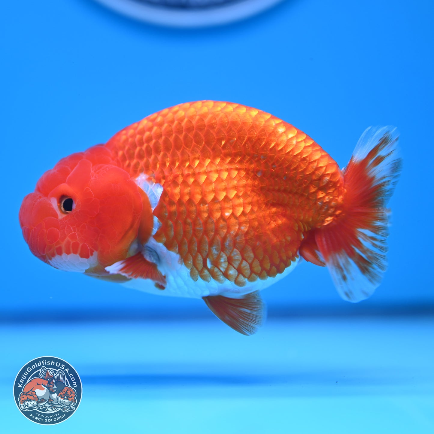 Red White Buffalo Ranchu 5 inches (241011_RC03) - Kaiju Goldfish USA