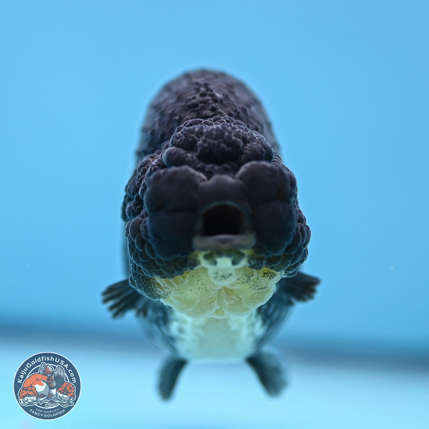 Platinum Ranchu 5 inches (241018_RC03) - Kaiju Goldfish USA