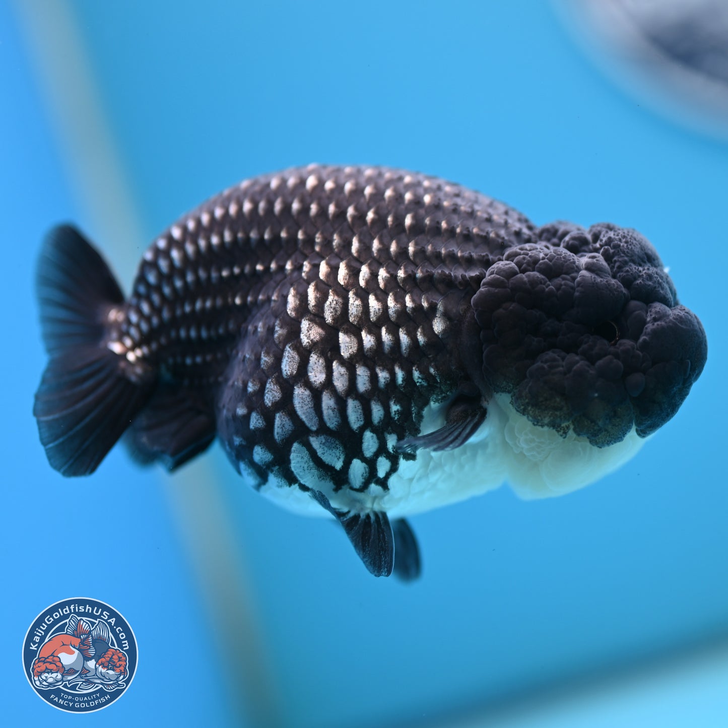 Black Platinum Ranchu 4.5 inches Body - Female (250221_RC03)