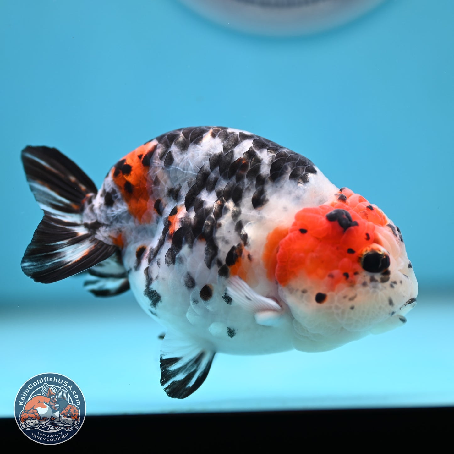 Calico Ranchu 3.75 inches Body - Female (250328_RC03)