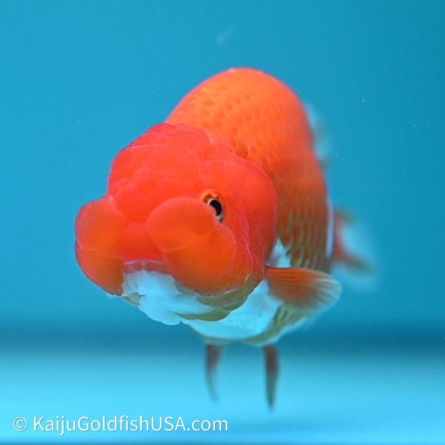 Red White Buffalo Ranchu 4in Body (240614_RC03) - Kaiju Goldfish USA