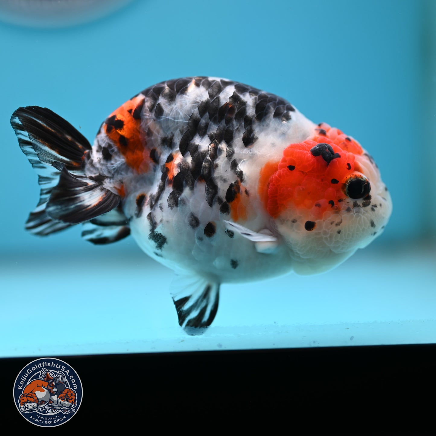 Calico Ranchu 3.75 inches Body - Female (250328_RC03)