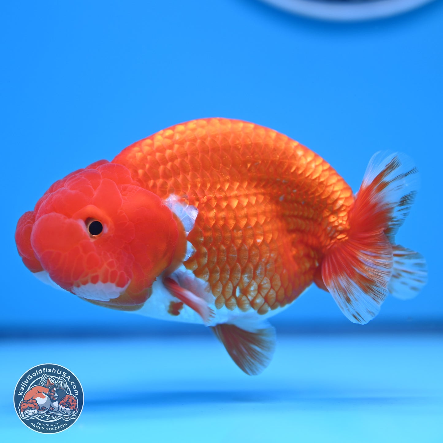 Red White Buffalo Ranchu 5 inches (241011_RC03) - Kaiju Goldfish USA