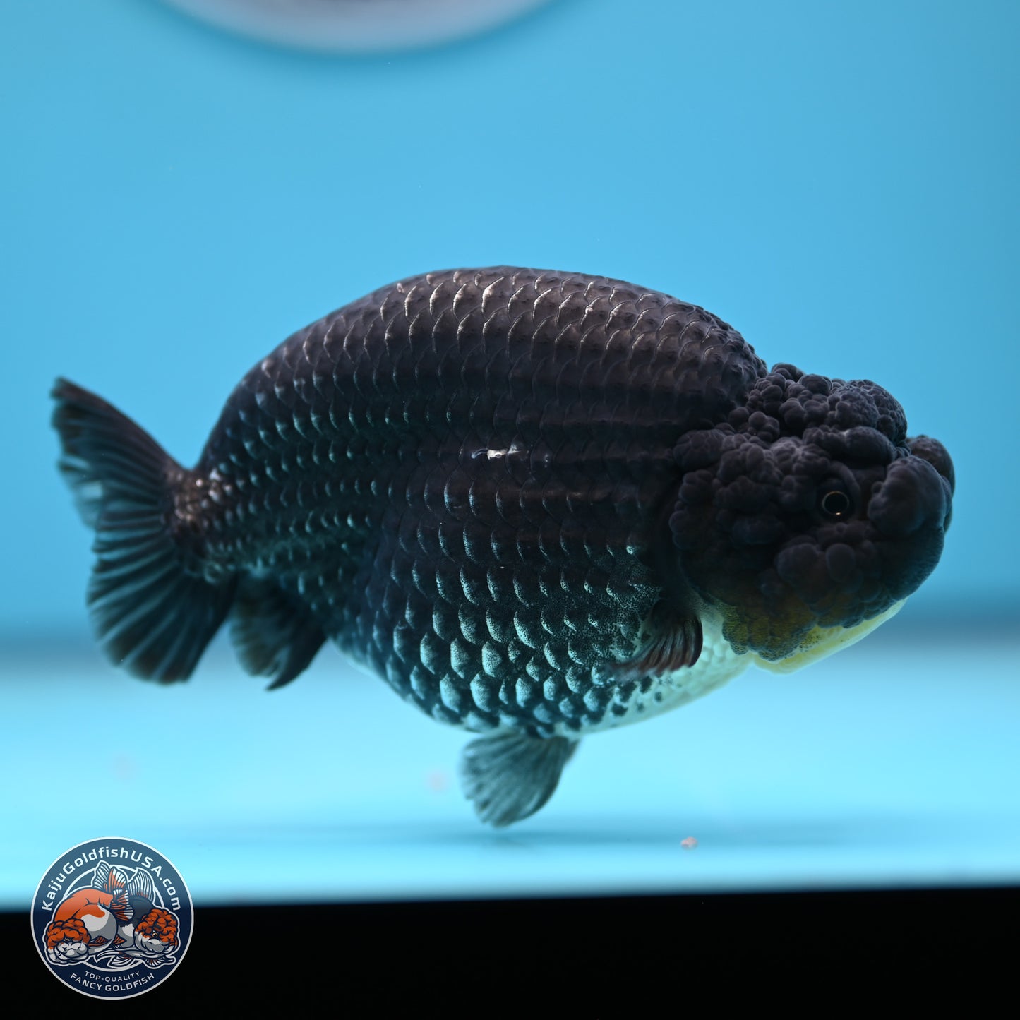 Platinum Ranchu 5 inches (241018_RC03) - Kaiju Goldfish USA