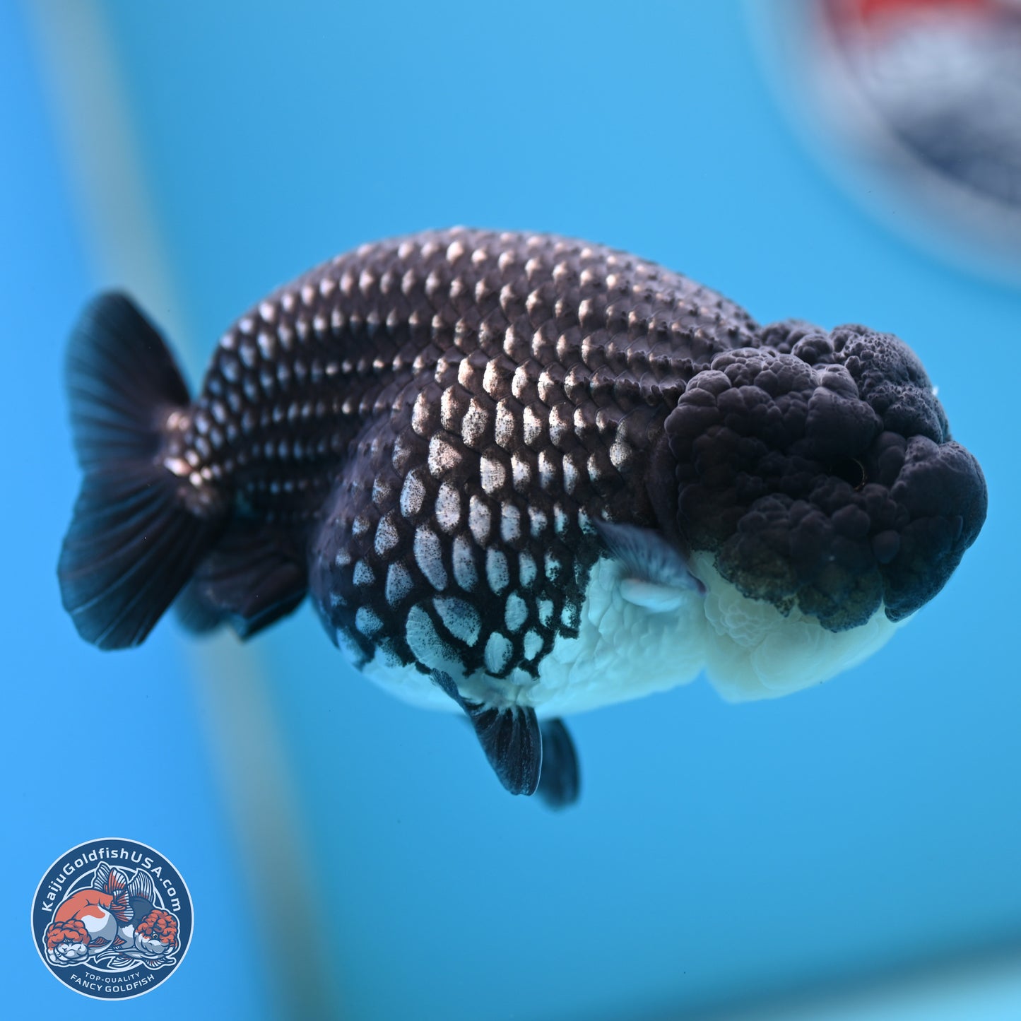Black Platinum Ranchu 4.5 inches Body - Female (250221_RC03)