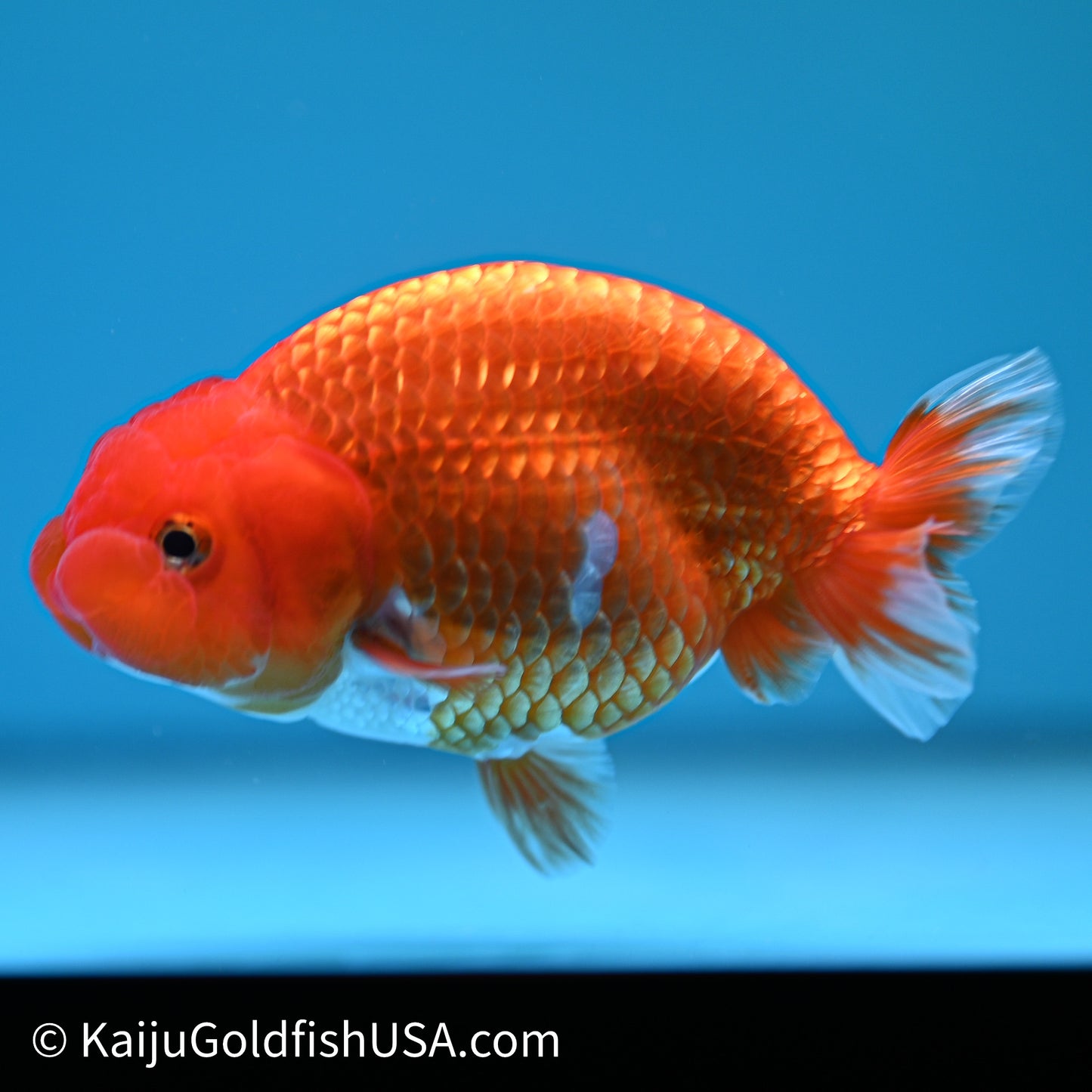 Red White Buffalo Ranchu 4in Body (240614_RC03) - Kaiju Goldfish USA