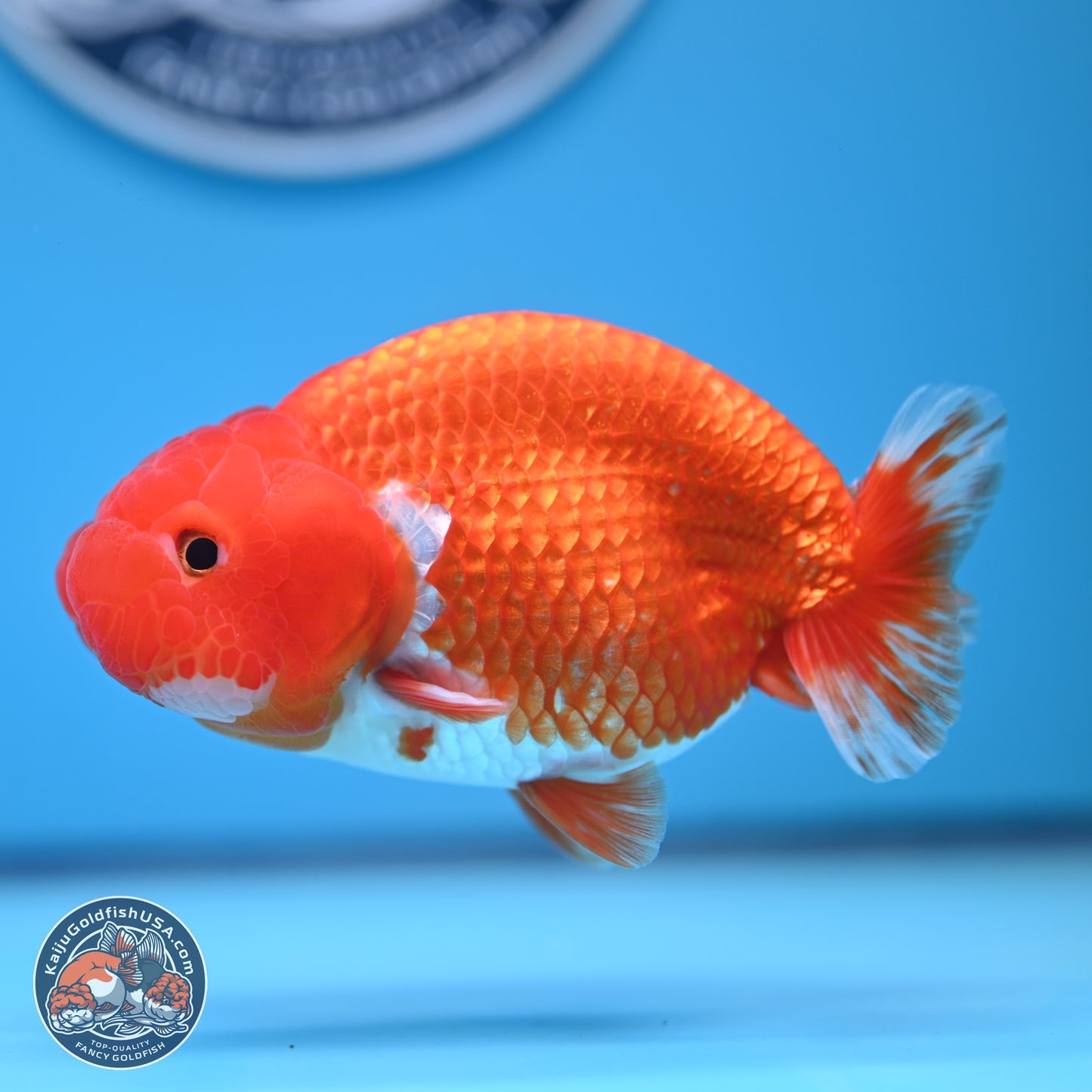 Red White Buffalo Ranchu 5 inches (241011_RC03) - Kaiju Goldfish USA