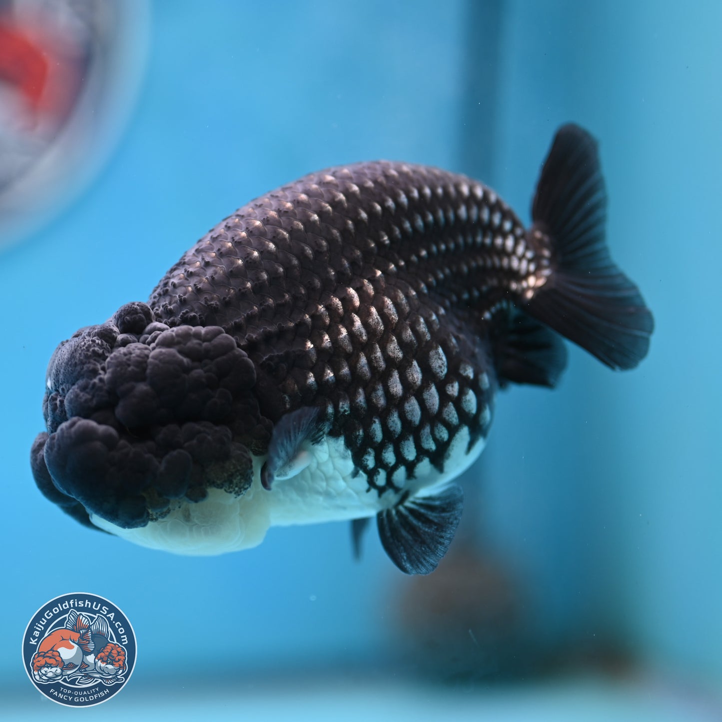 Black Platinum Ranchu 4.5 inches Body - Female (250221_RC03)