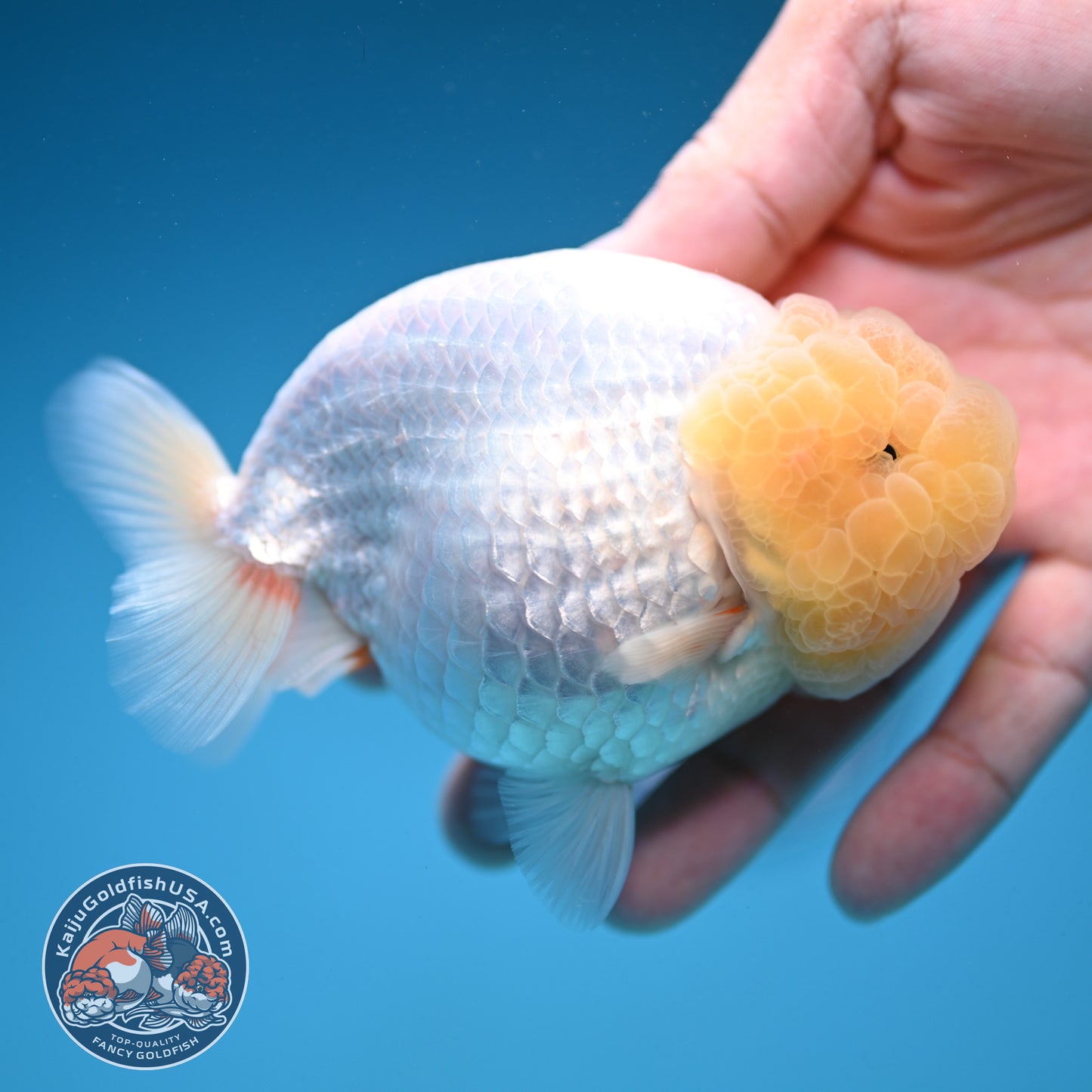 Snow White Ranchu 4 inch Body (250912_RC03)