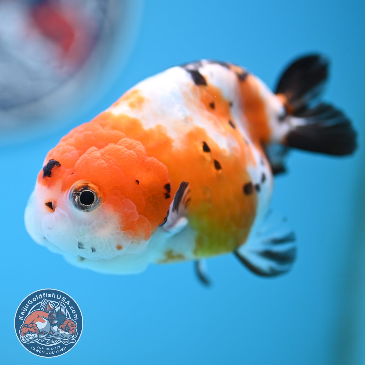 Cow Ranchu 4 inches Body - Female (250418_RC03)