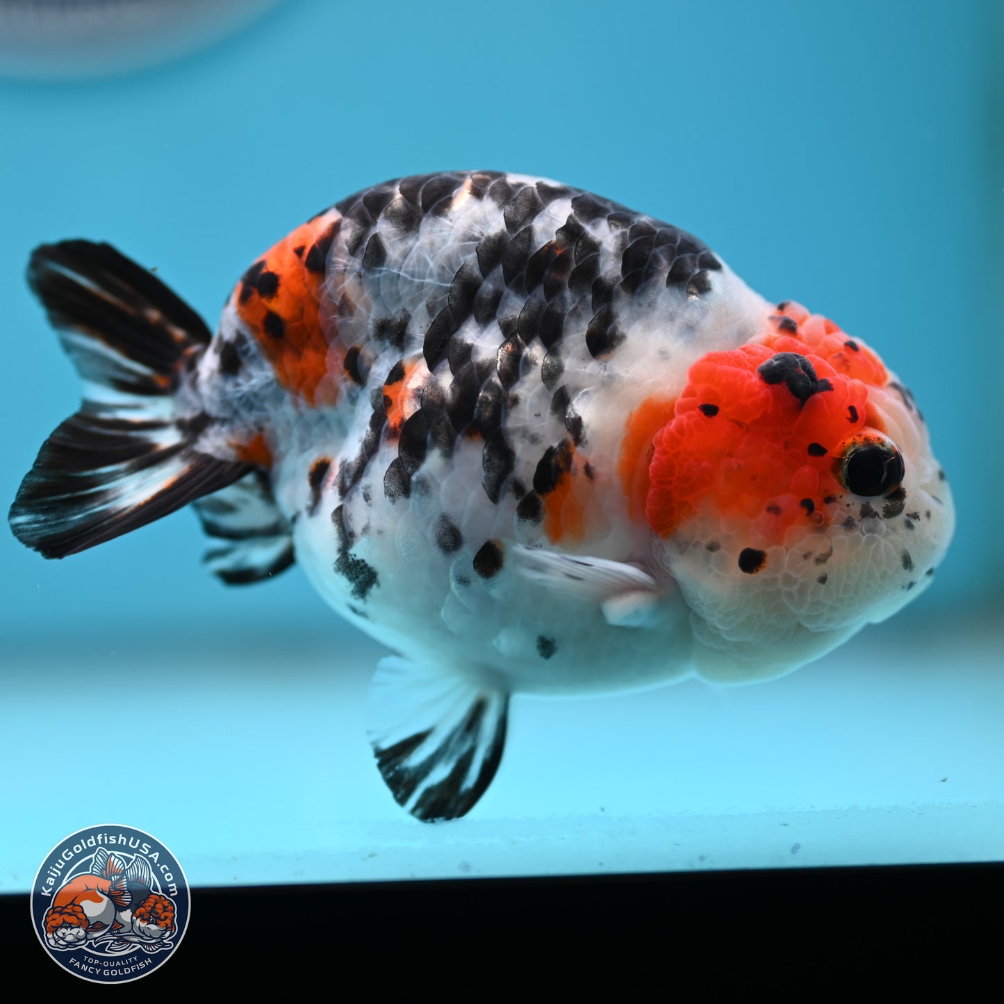 Calico Ranchu 3.75 inches Body - Female (250328_RC03)