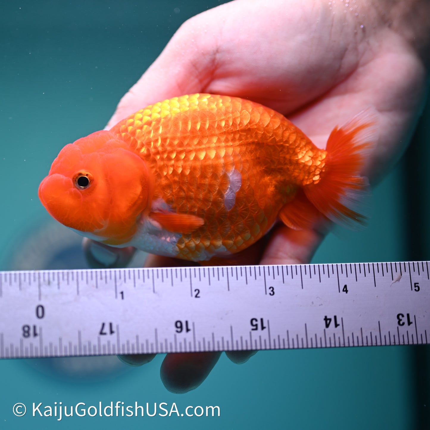 Red White Buffalo Ranchu 4in Body (240614_RC03) - Kaiju Goldfish USA