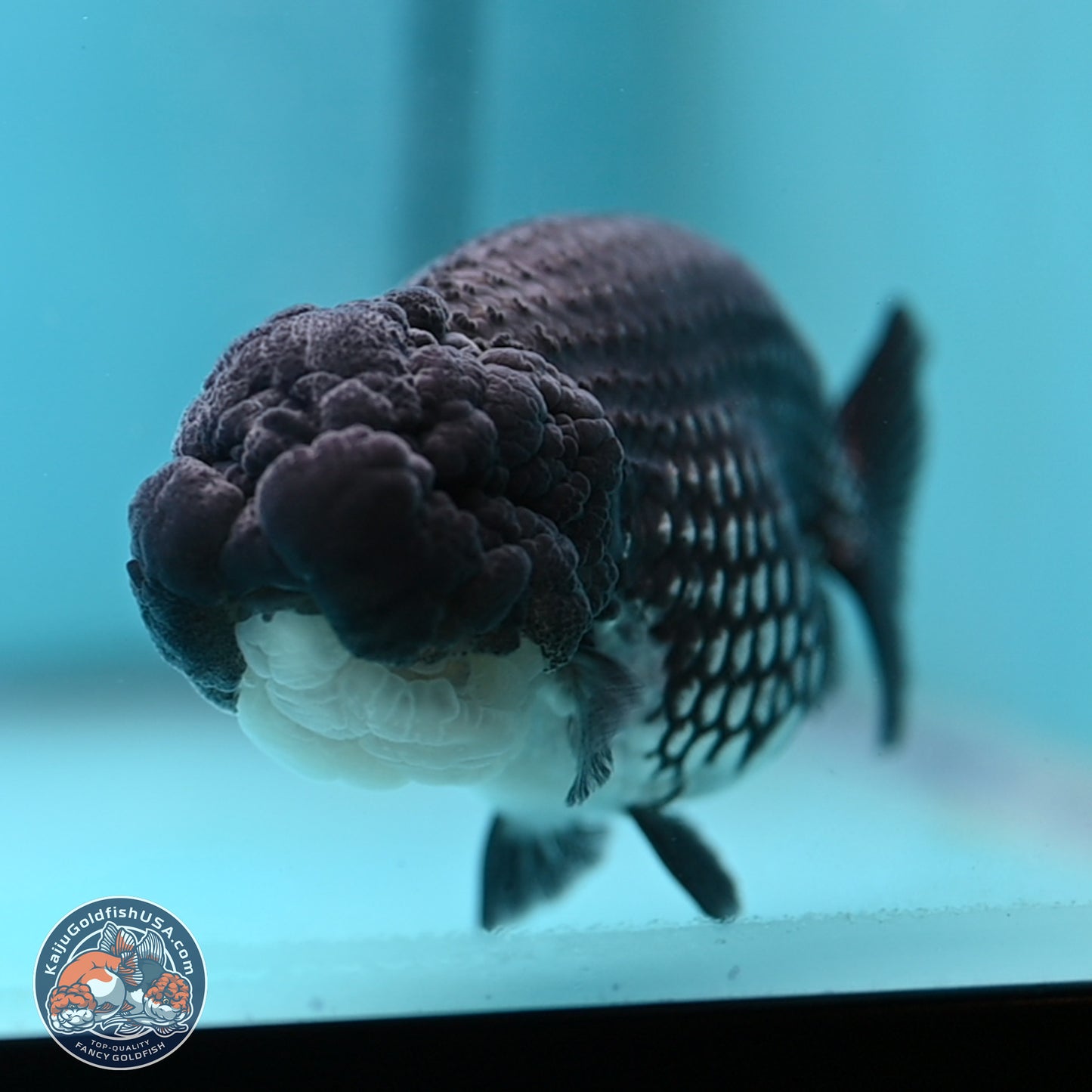 Black Platinum Ranchu 4.5 inches Body - Female (250221_RC03)