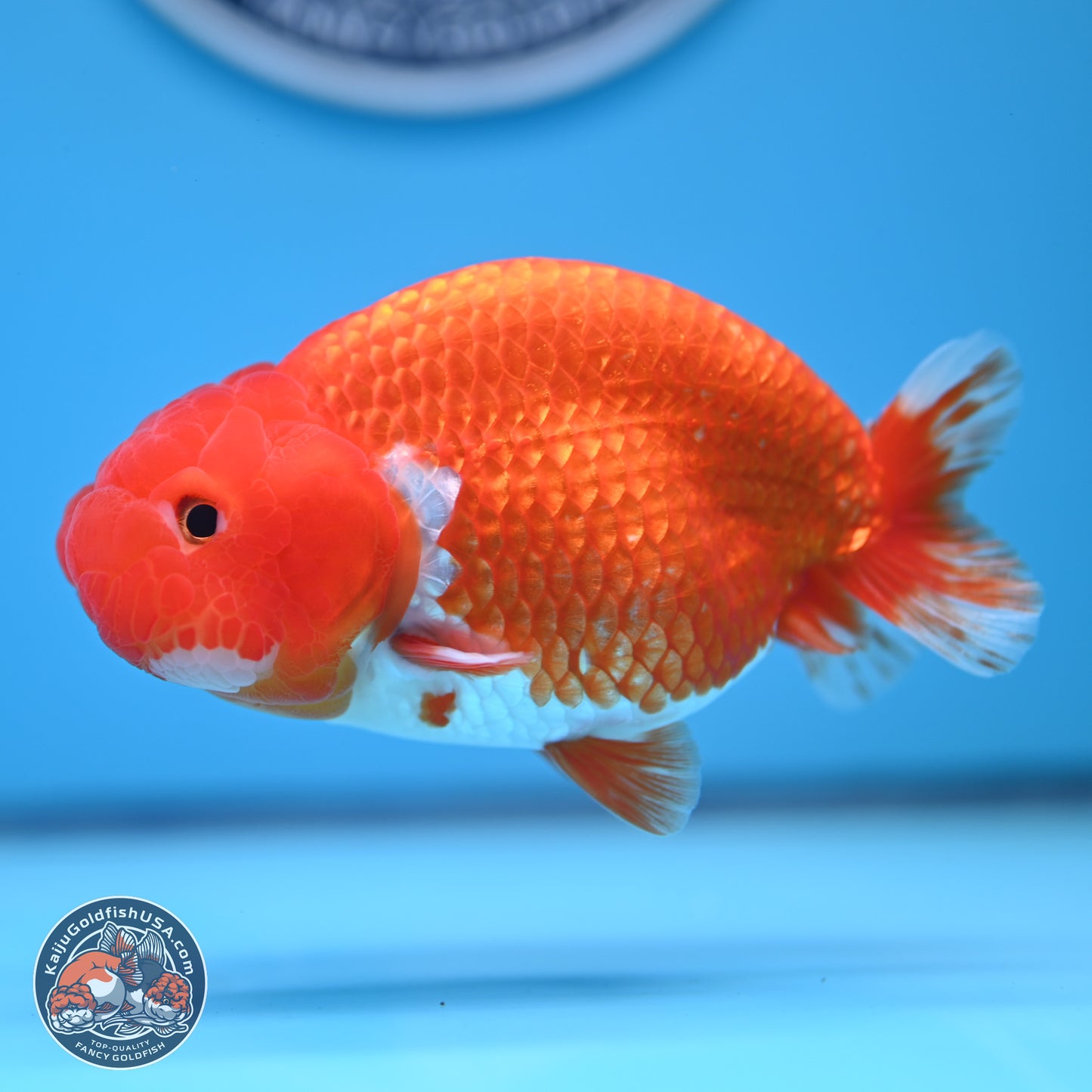 Red White Buffalo Ranchu 5 inches (241011_RC03) - Kaiju Goldfish USA