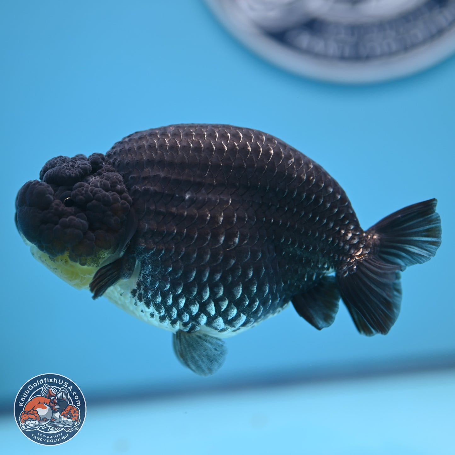 Platinum Ranchu 5 inches (241018_RC03) - Kaiju Goldfish USA