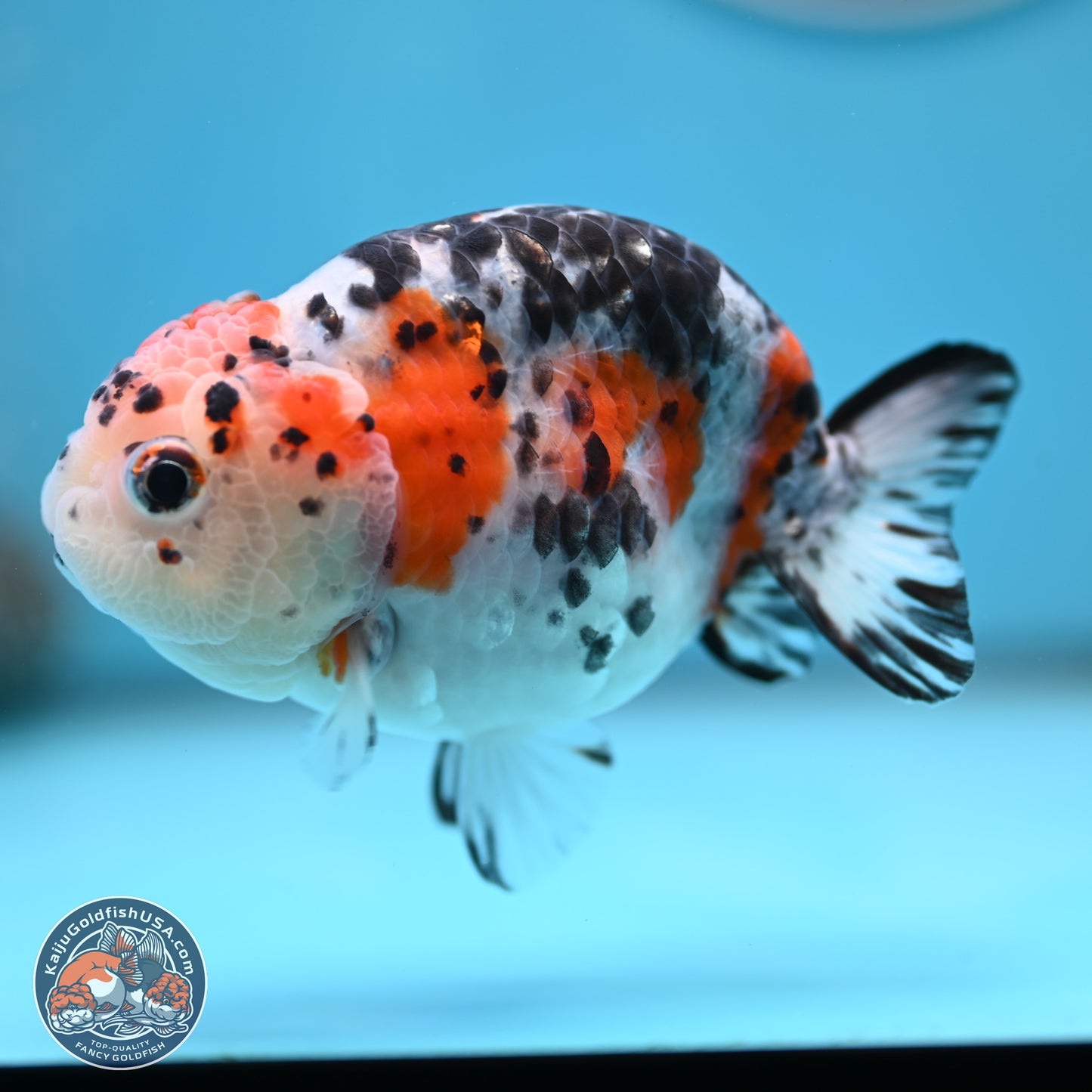 Calico Ranchu 3.75 inches Body - Female (250328_RC03)